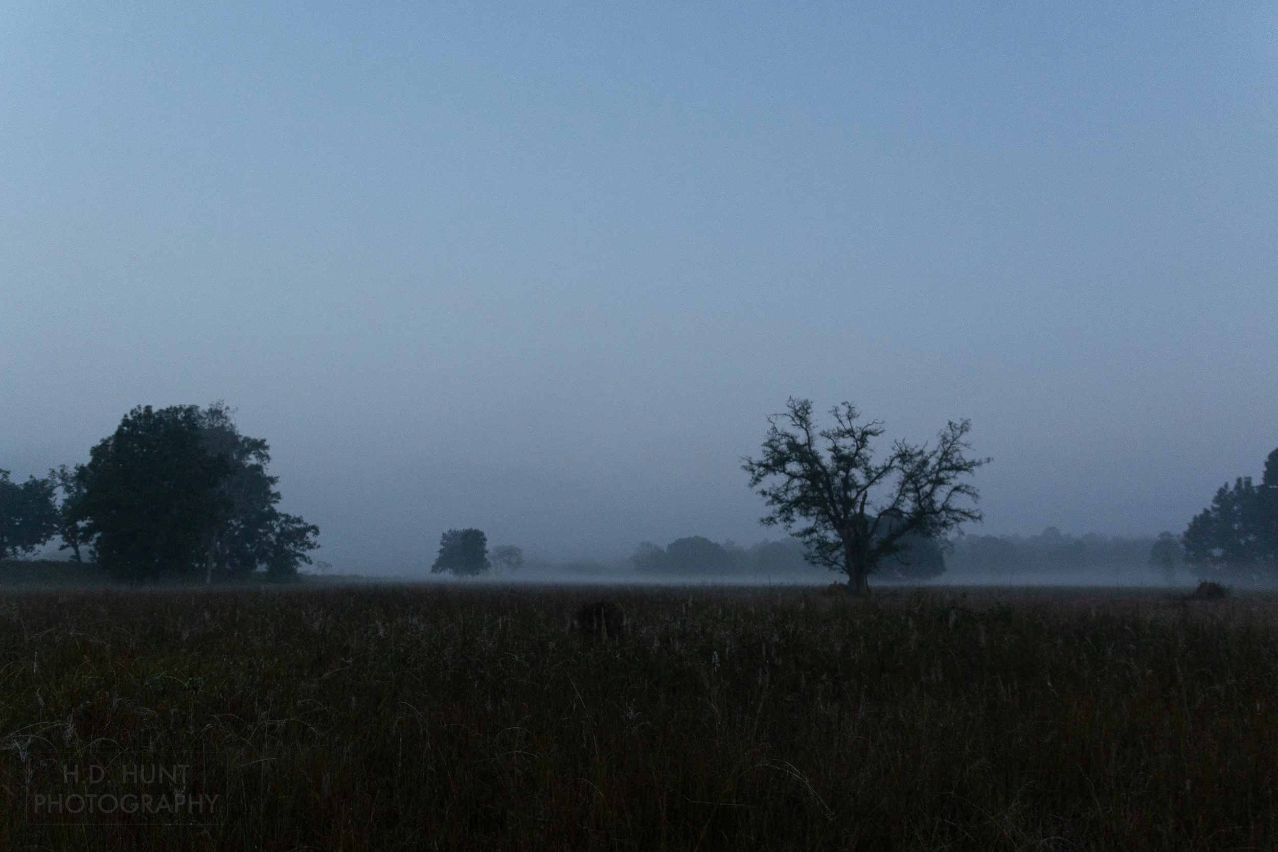 Trees peek above tall grass obscured by the morning fog of Kanha Tiger Reserve, India.