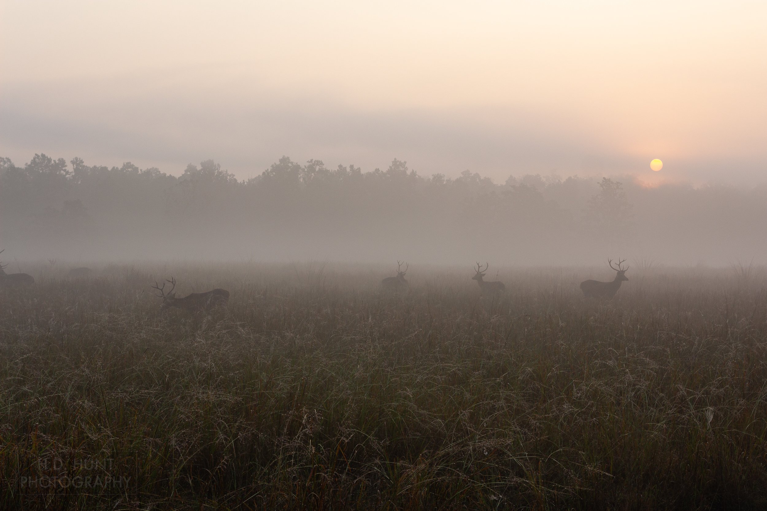The sun rises above a foggy meadow in which several antlered animals are standing, Kanha Tiger Reserve, India.