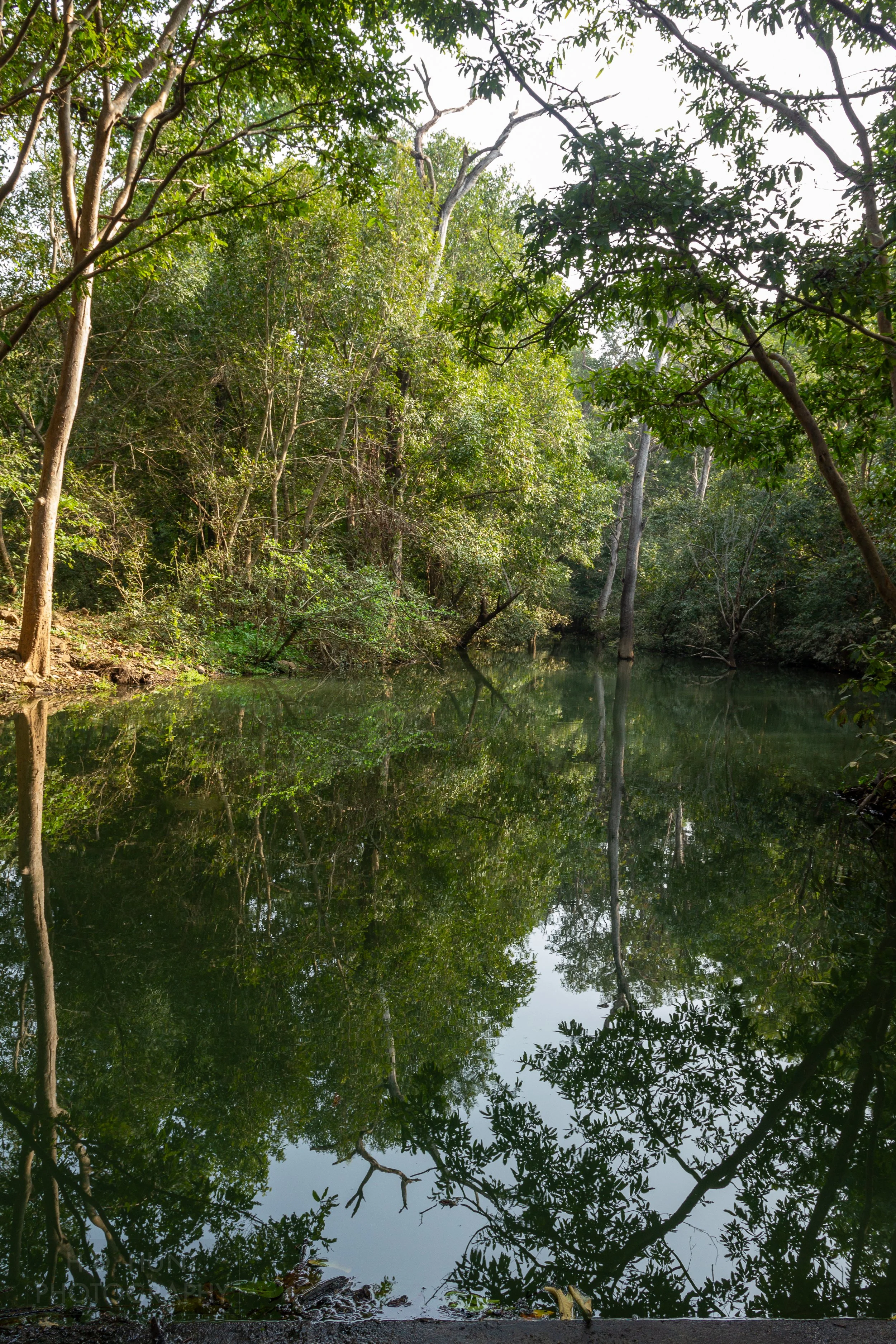 A pond of still water reflects nearby trees in Panna National Park, India.