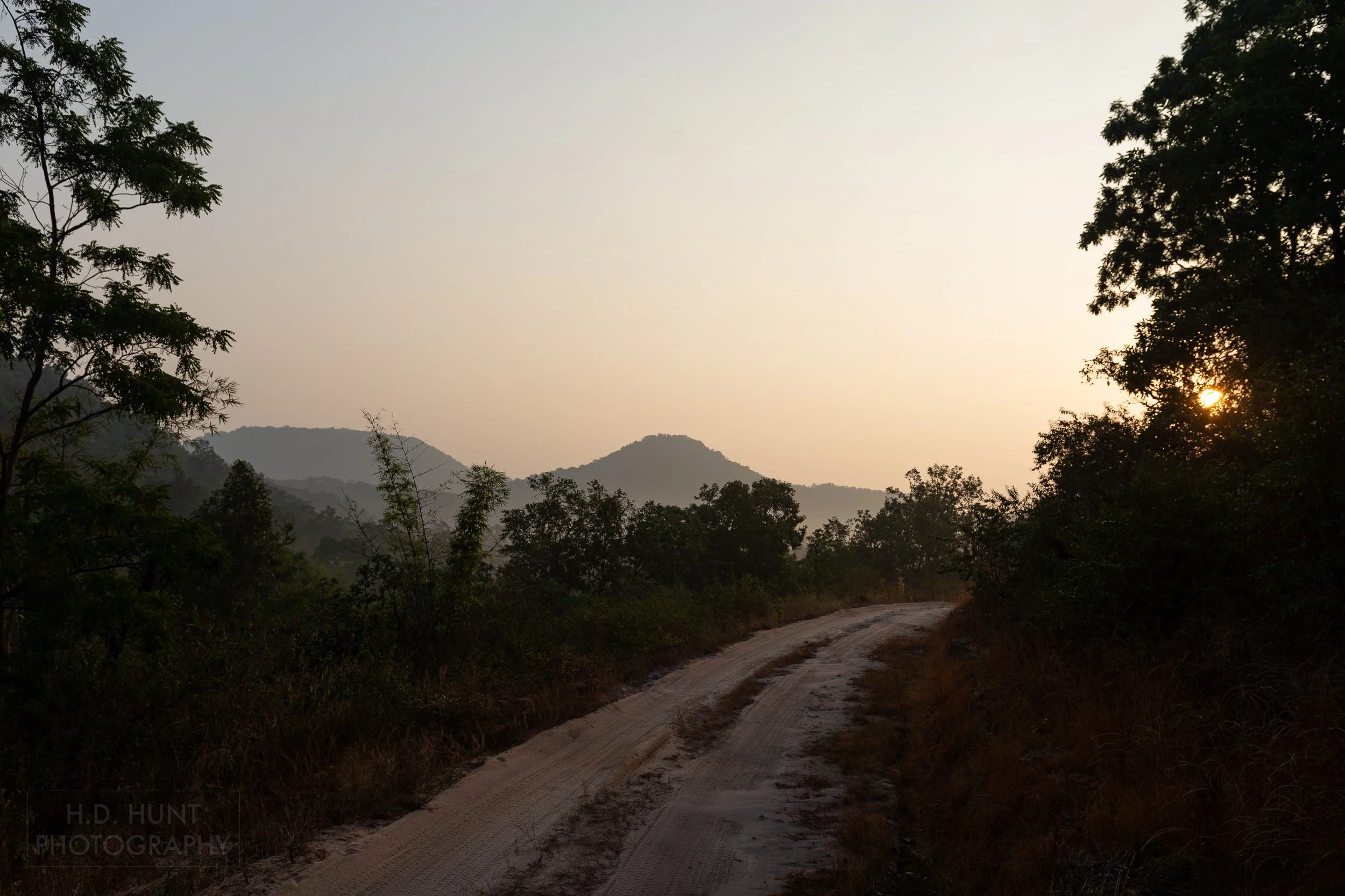 Sunrise peaks through a tree illuminating a dirt road in Bandhavgarh National Park, India.