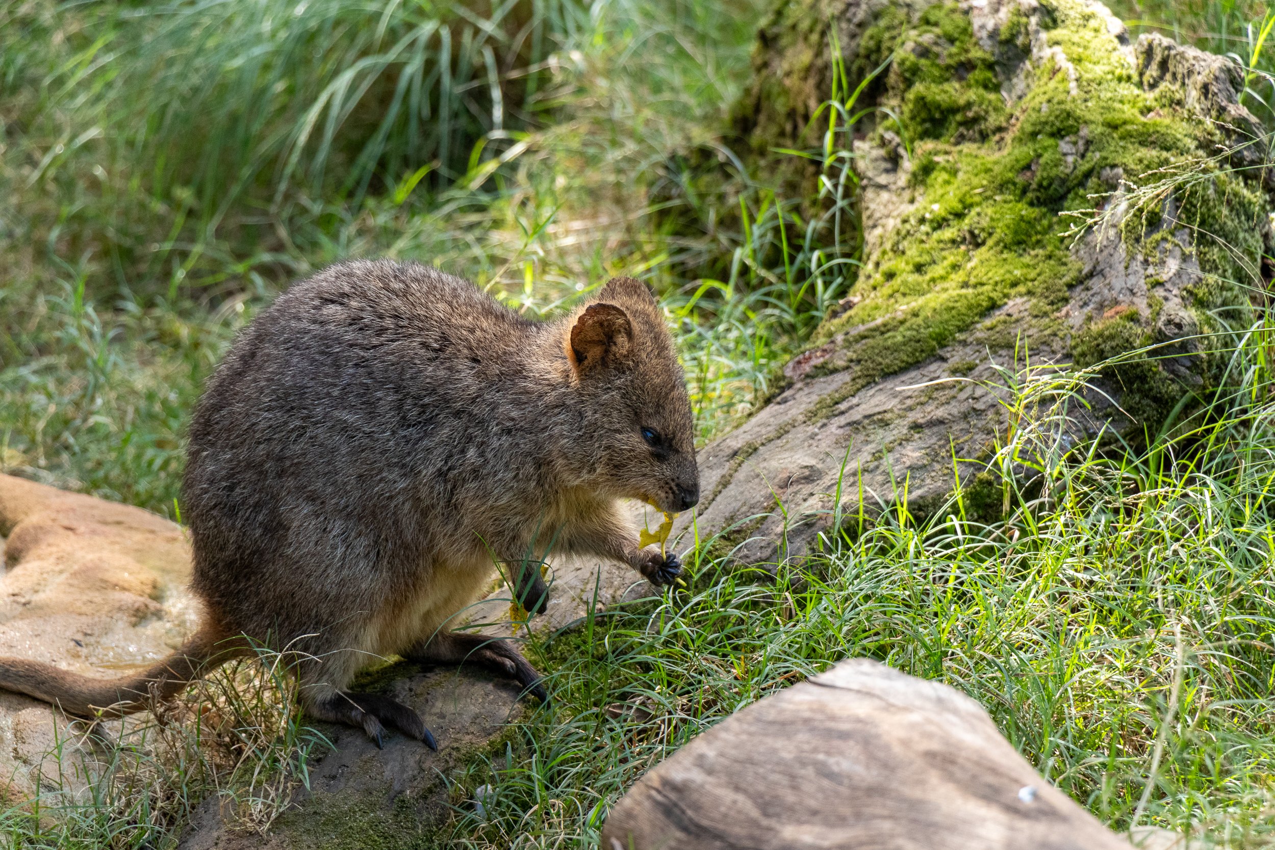 A quokka eats a yellow leaf in a grassy enclosure at Featherdale Wildlife Park, Doonside, Australia.