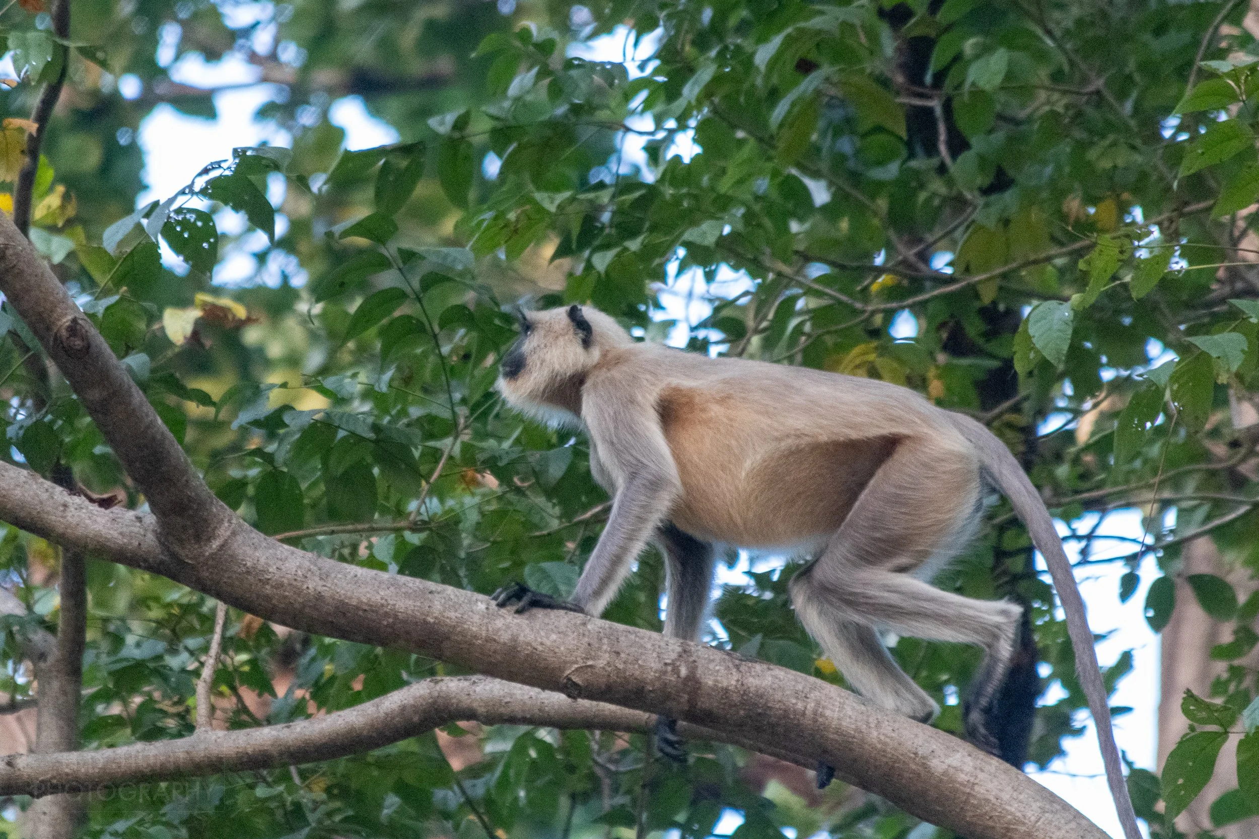 A gray langur monkey stands atop a tree branch, Kanha Tiger Reserve, India.
