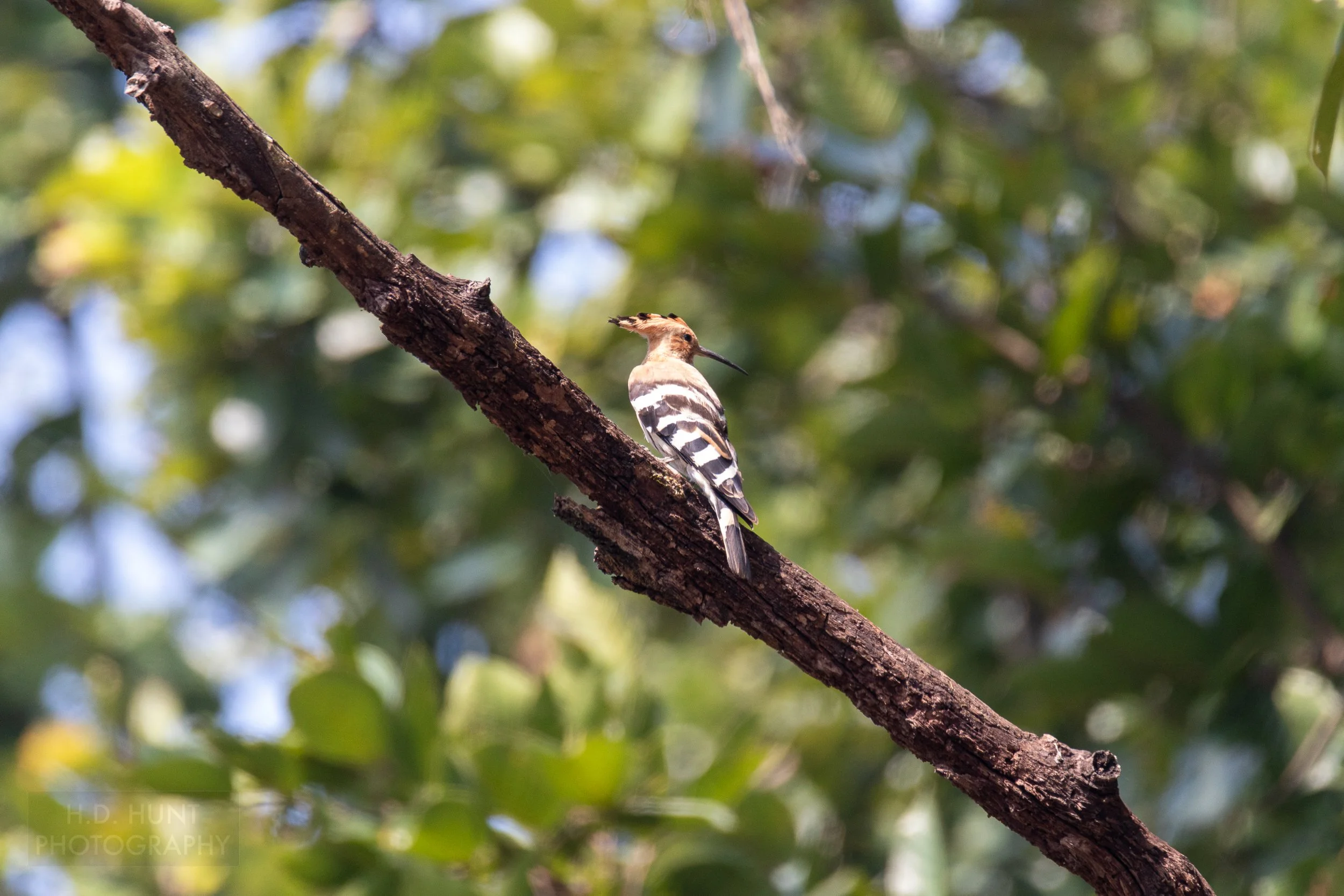 A Eurasian hoopoe - a bird with a black and white patterned tail and an orange head - sits atop a tree branch in Kanha Tiger Reserve, India.