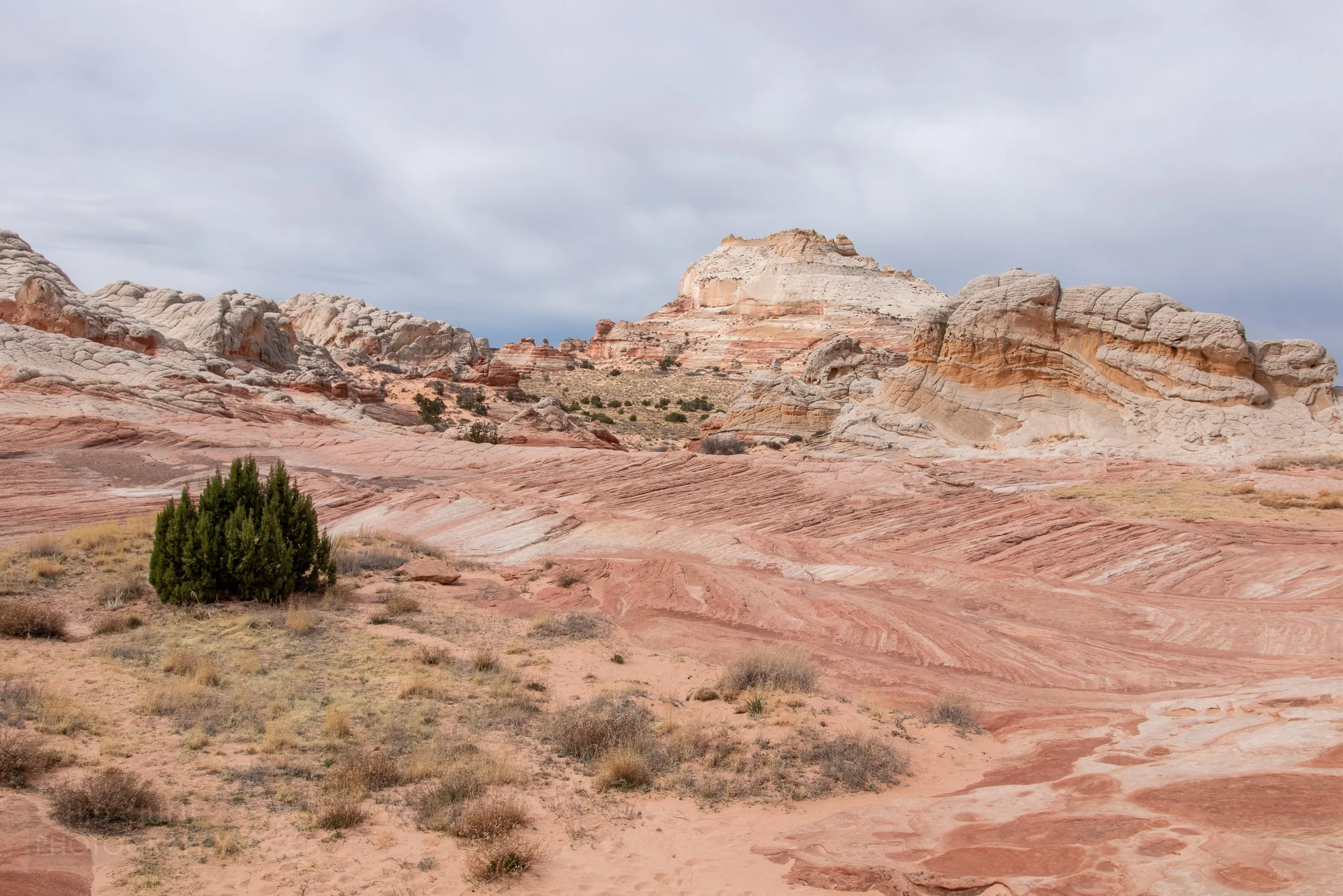 Folded and striped red and white sandstone sits behind a patch of desert sand and in front of mounds of white and tan folded rock, White Pocket, Vermillion Cliffs National Monument, Arizona, United States.
