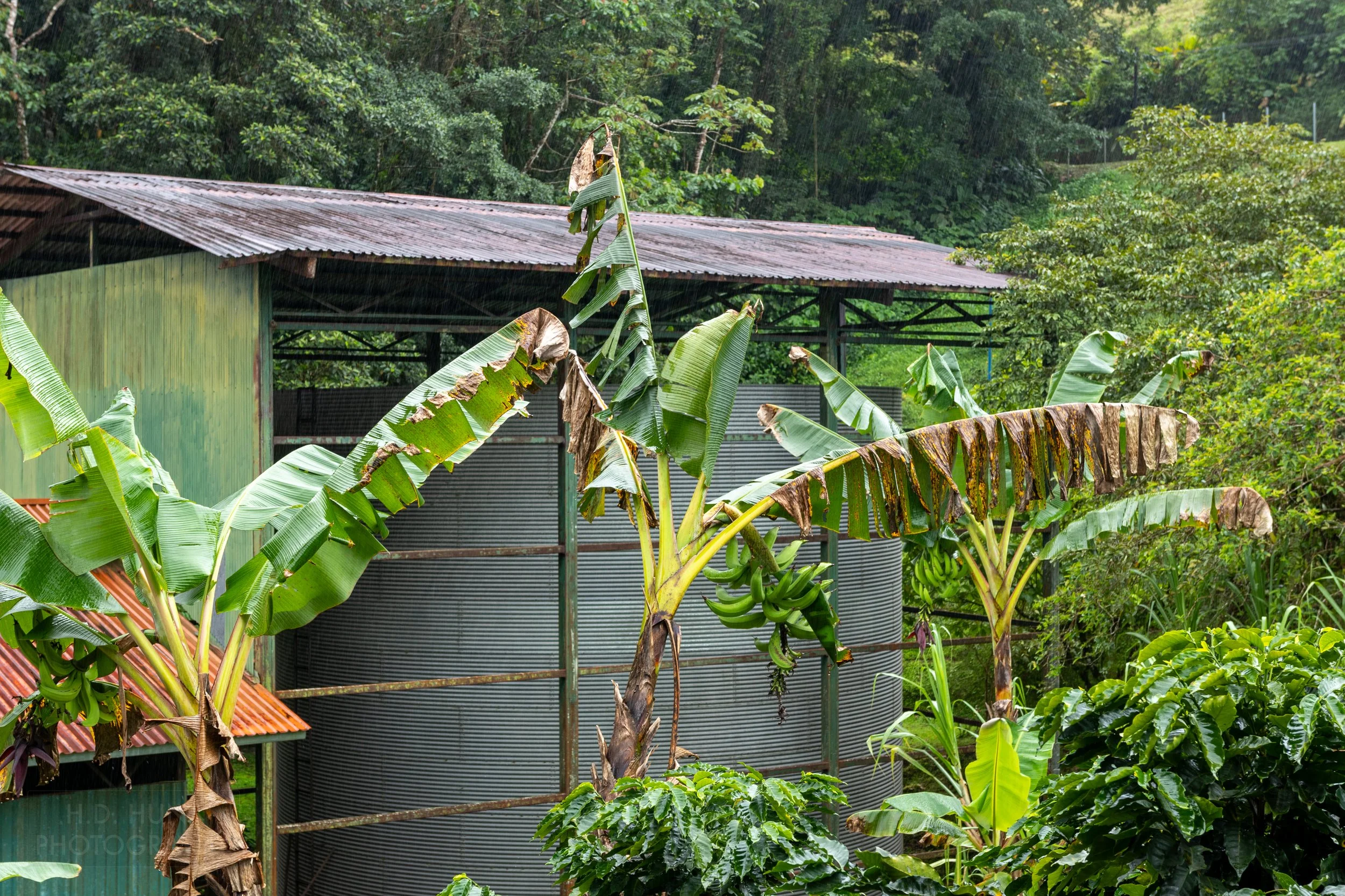 A banana tree and coffee trees grow in front of a metal shed holding a large cylindrical drum at Mi Cafecito, Costa Rica.
