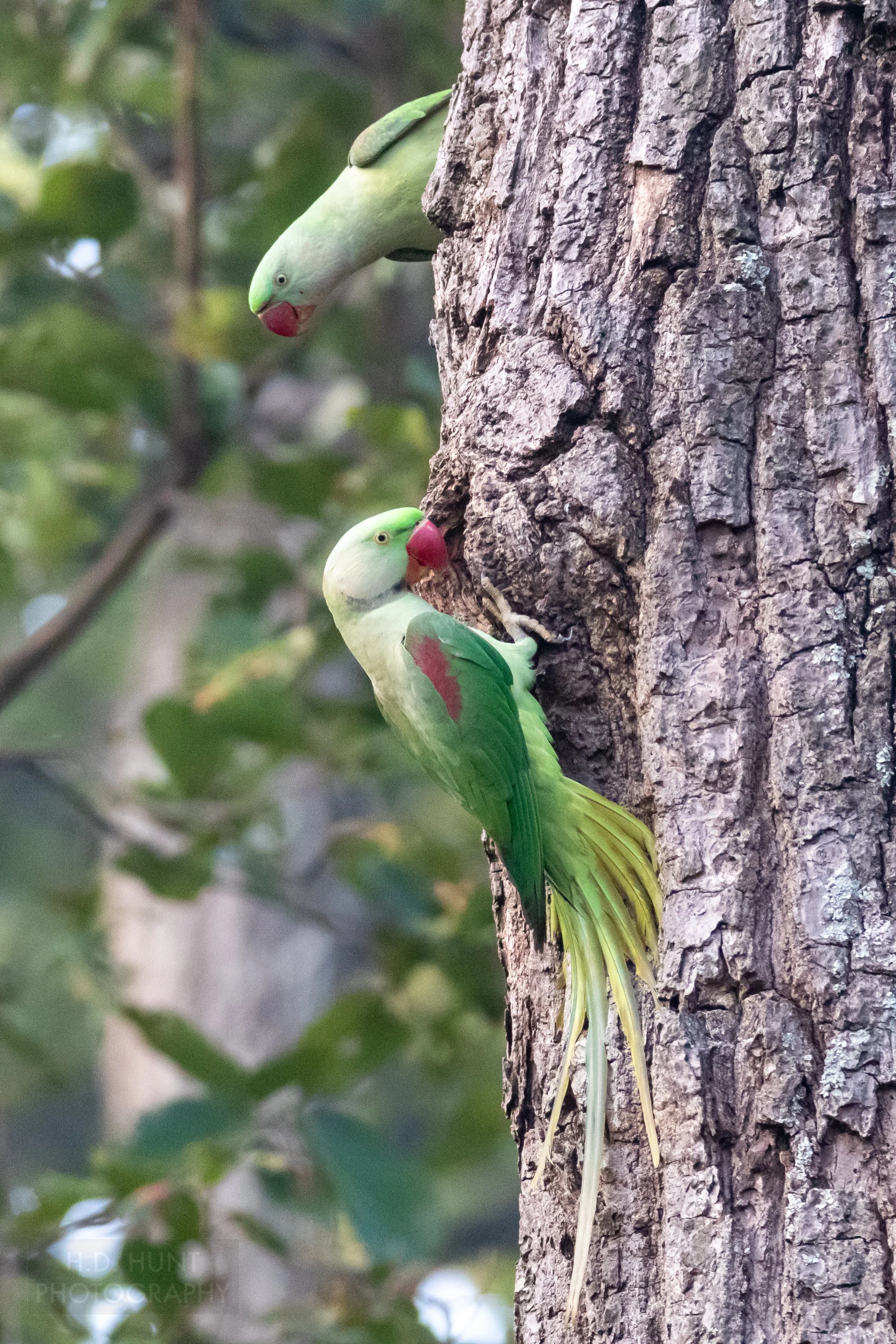 Two green and red parakeets rest on a tree, Bandhavgarh National Park, India.