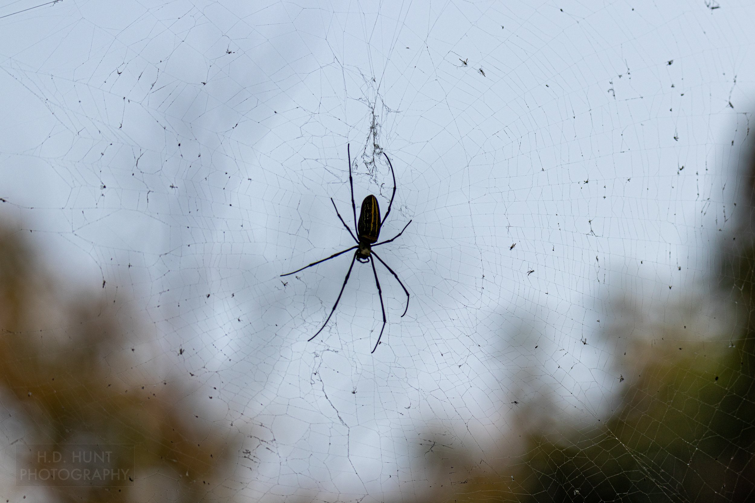 A silhouetted spider spins a web, Panna National Park, India.