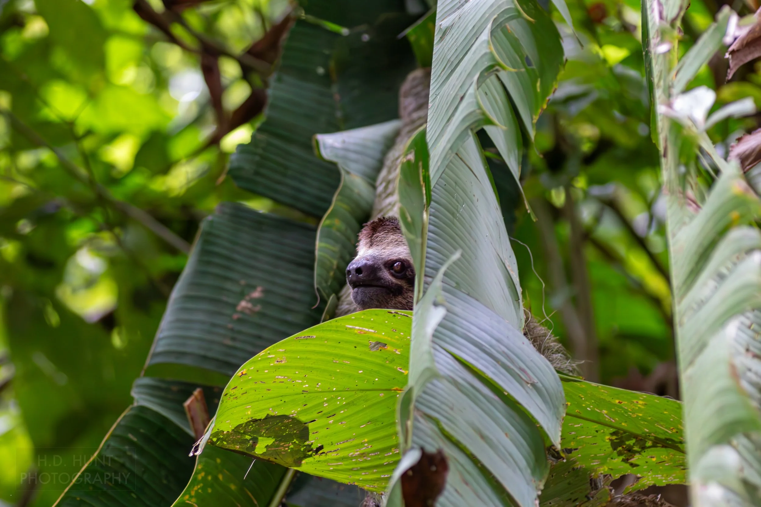 A sloth climbs in a tree in Manuel Antonio National Park, Quepos, Costa Rica.