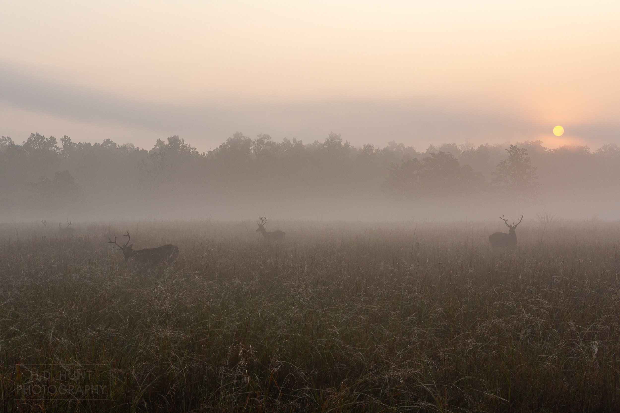 The sun rises over a foggy field in which several deer-like animals are grazing, Kanha Tiger Reserve, India.