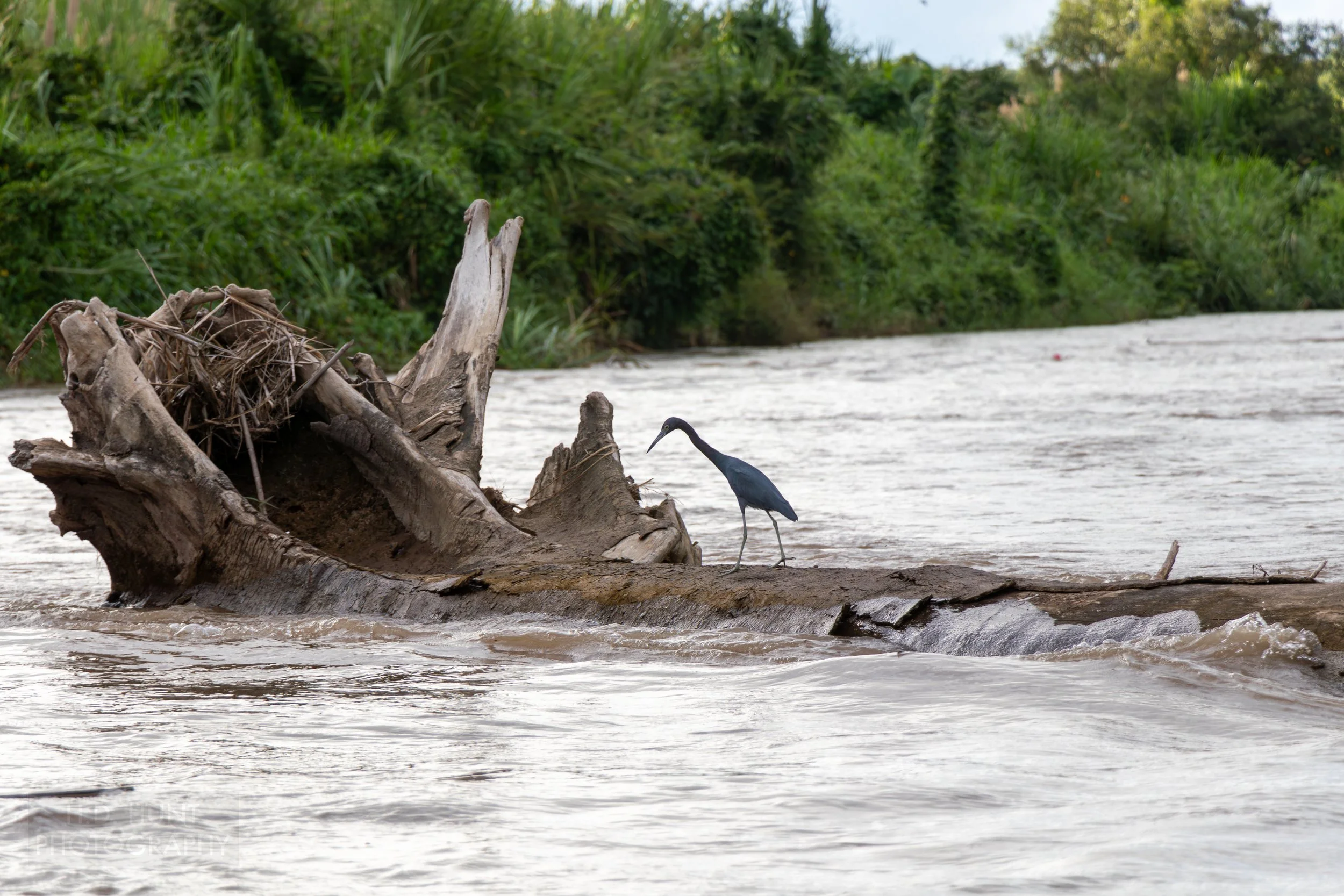 A little blue heron sits on a log in a river near Quepos, Costa Rica.