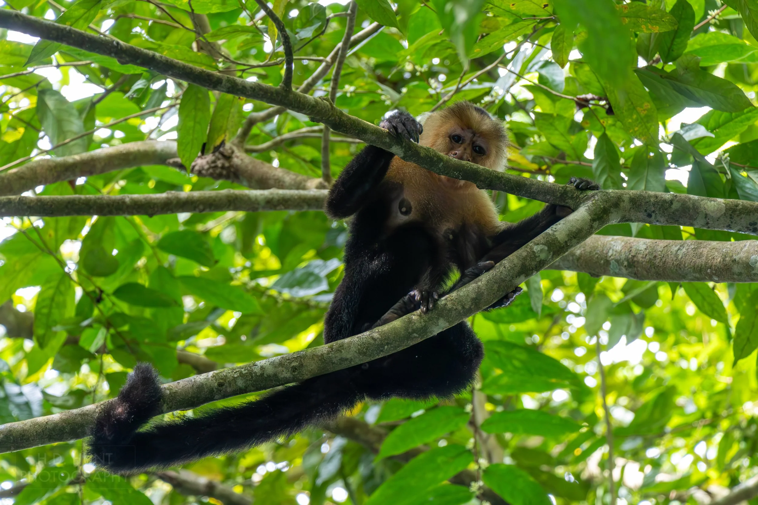 A capuchin monkey sits in a tree in the mangrove swamps outside Quepos, Costa Rica.