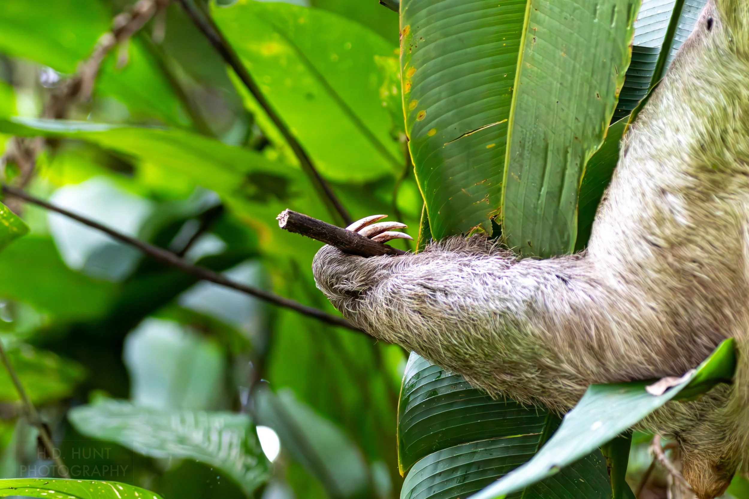The arm of a sloth climbing in a tree in Manuel Antonio National Park, Quepos, Costa Rica.