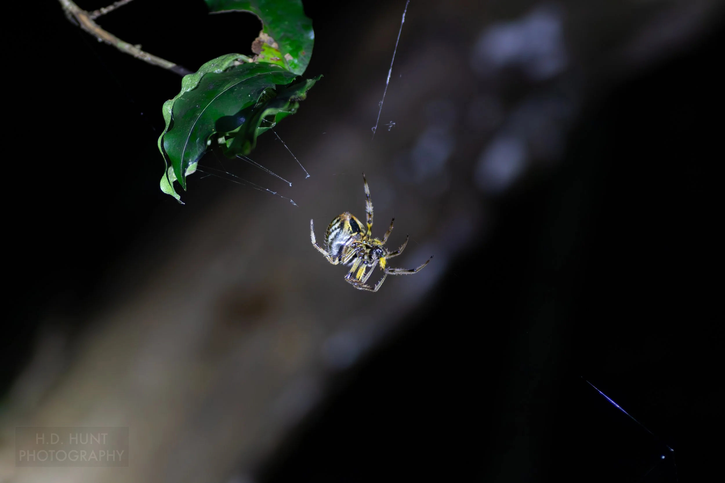 A large spider spins a web in the forest outside Monteverde, Costa Rica.