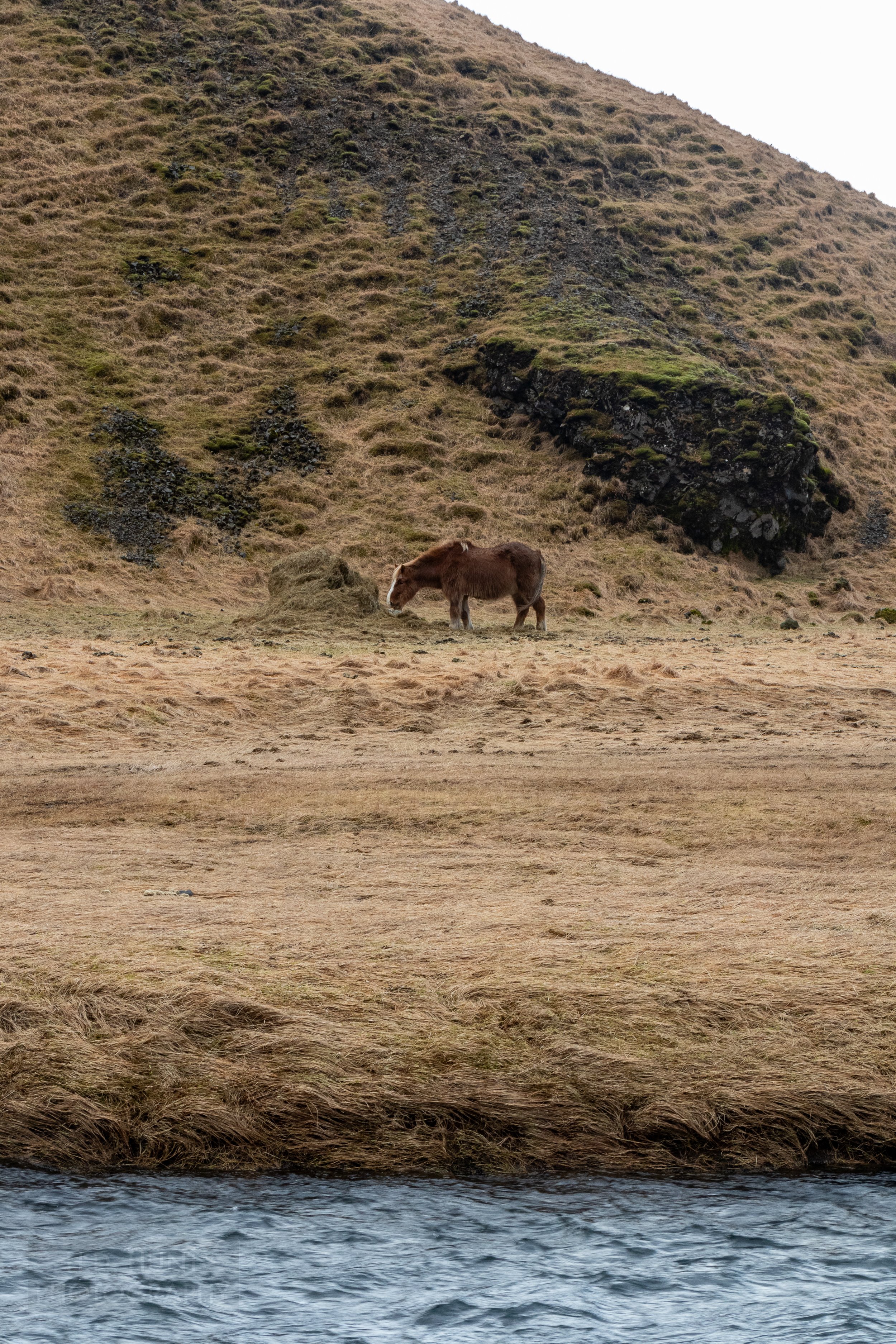 A brown horse grazes on hay in a brown grass field near Dyrhólaey, Iceland.