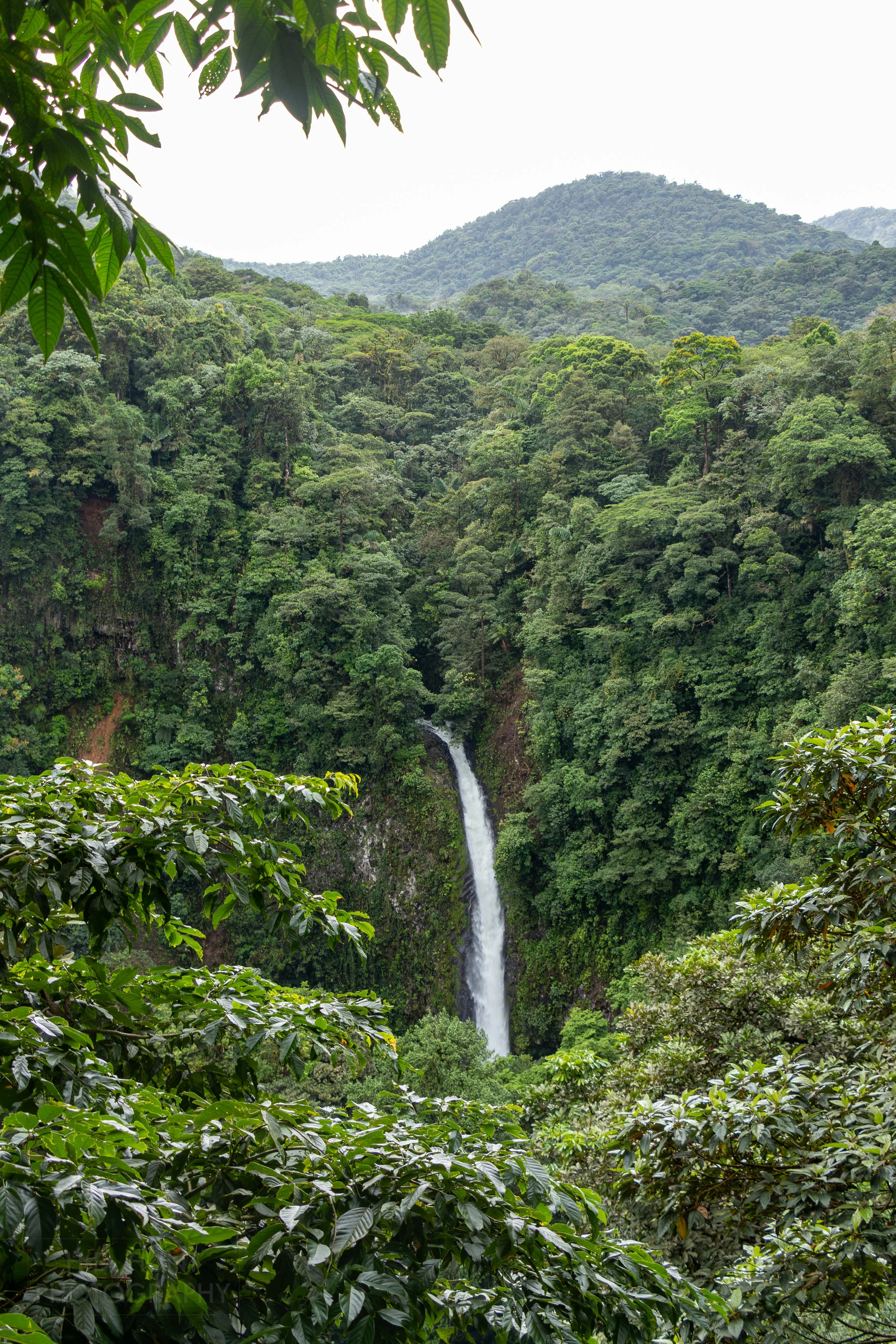 La Fortuna Waterfall cascades over a cliff in the dense jungle of Costa Rica.