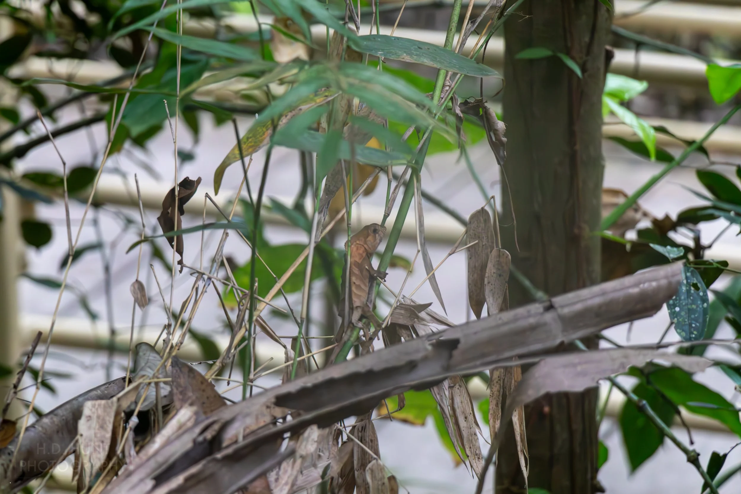 A smooth headed iguana sits on branch in Manuel Antonio National Park, Quepos, Costa Rica.