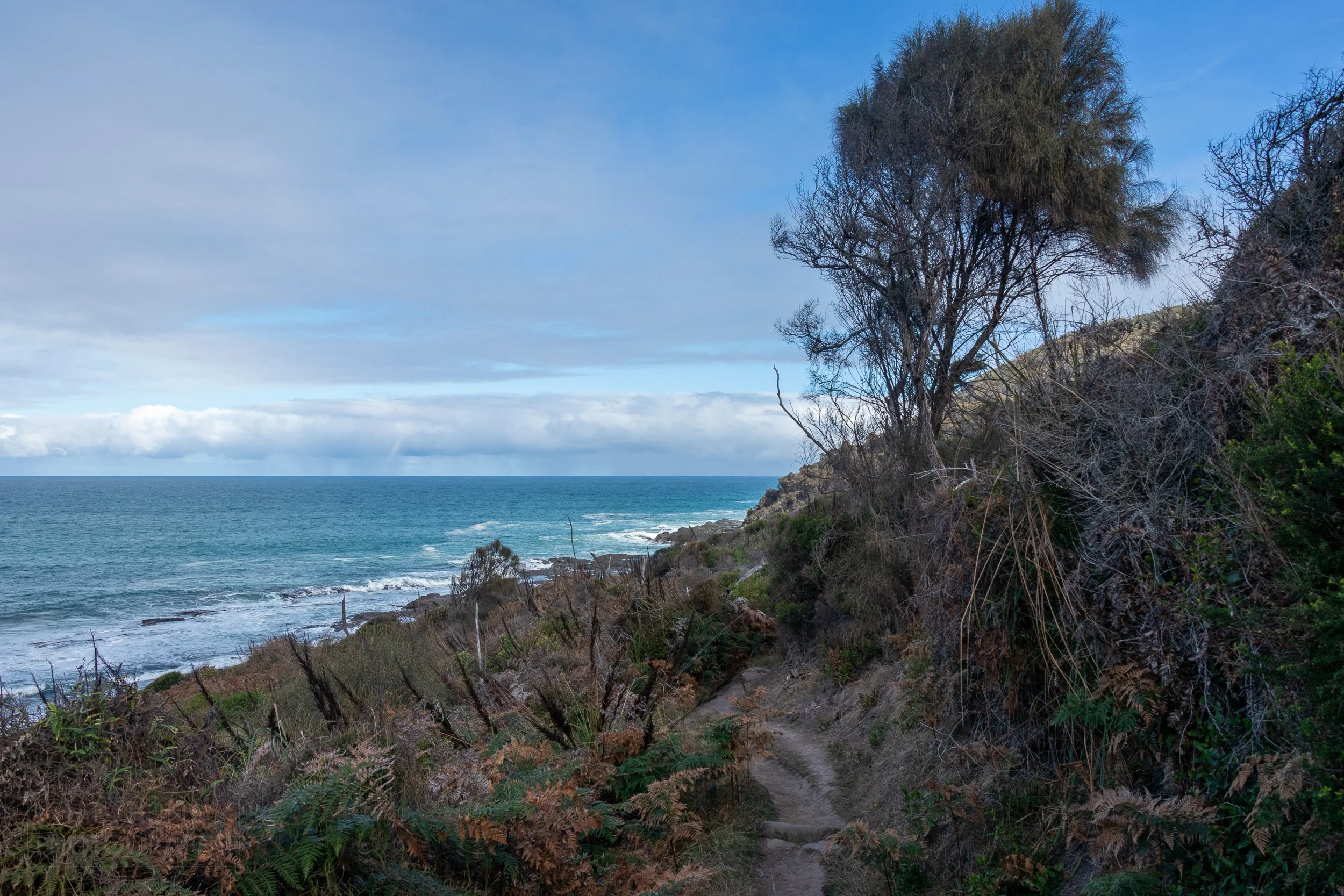 The dirt hiking track of The Great Ocean Walk weaves along a cliffside beside the Southern Ocean, Victoria, Australia.