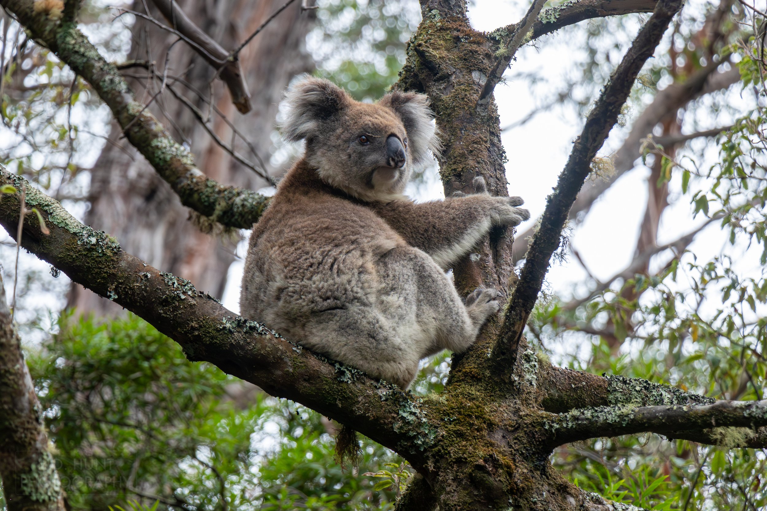 A koala is seen in a tree near Shelly Beach along The Great Ocean Walk, Victoria, Australia.