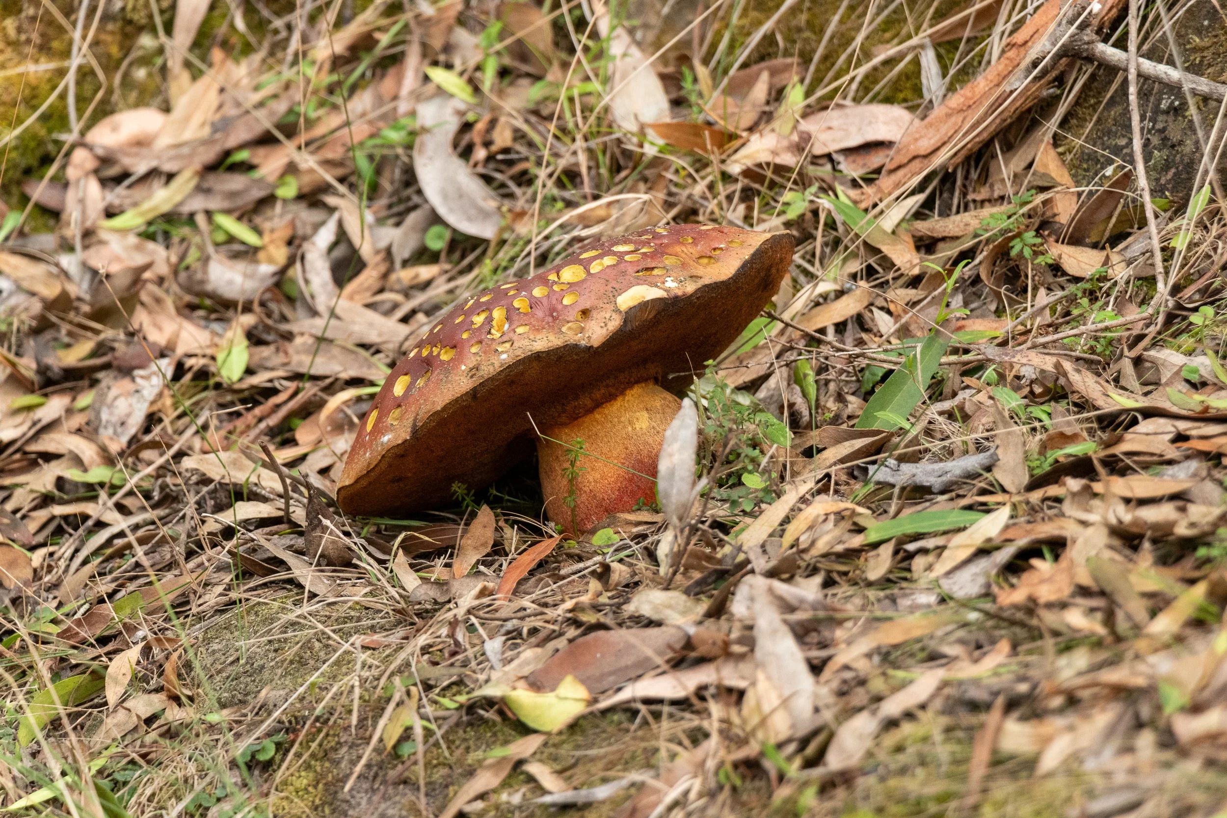A mushroom is seen in leaf-covered grass along The Great Ocean Walk , Victoria, Australia.