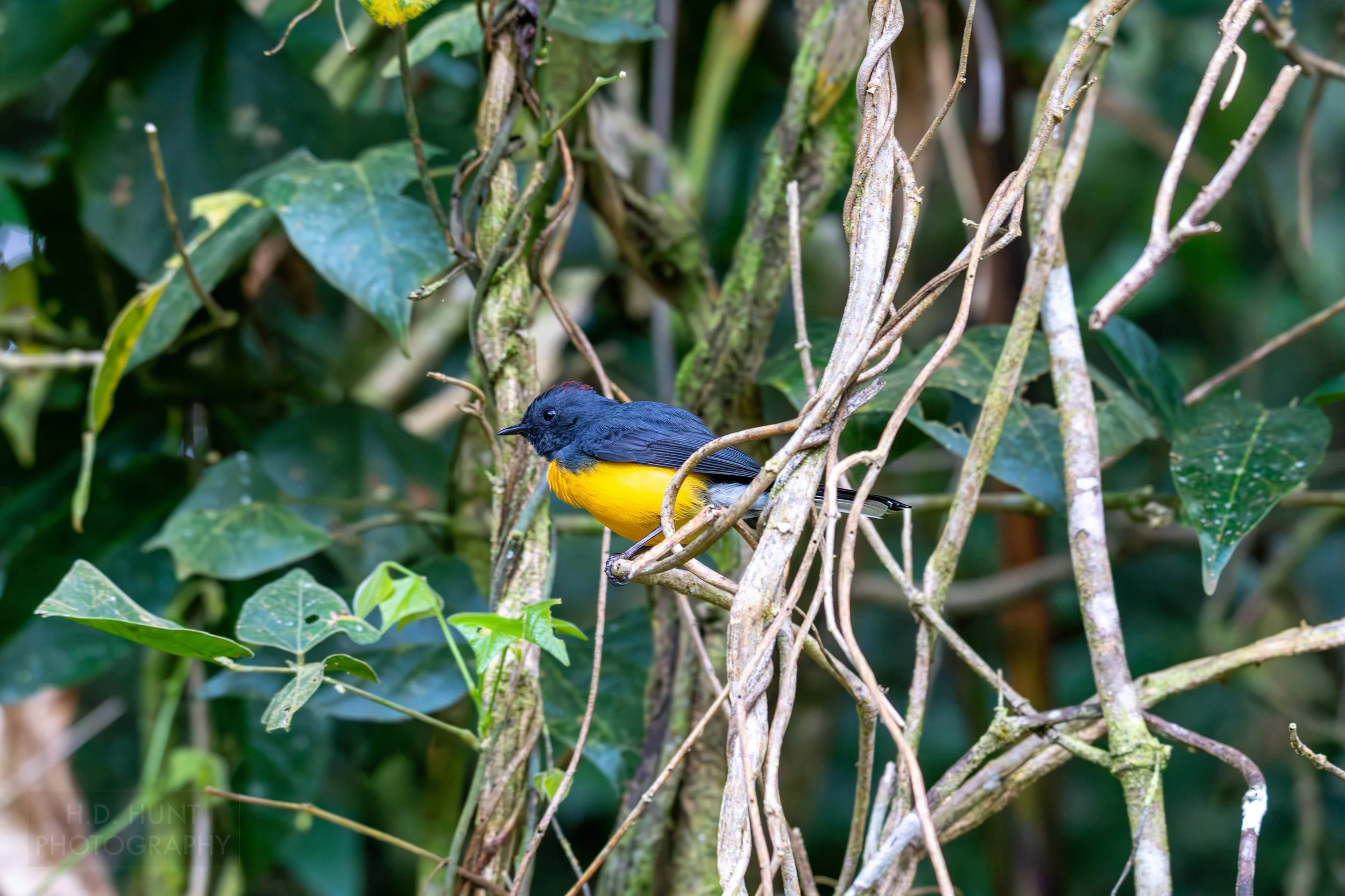 A rufous-bellied euphonia sits in a tree branch in Curi Cancha Reserve, Monteverde, Costa Rica.