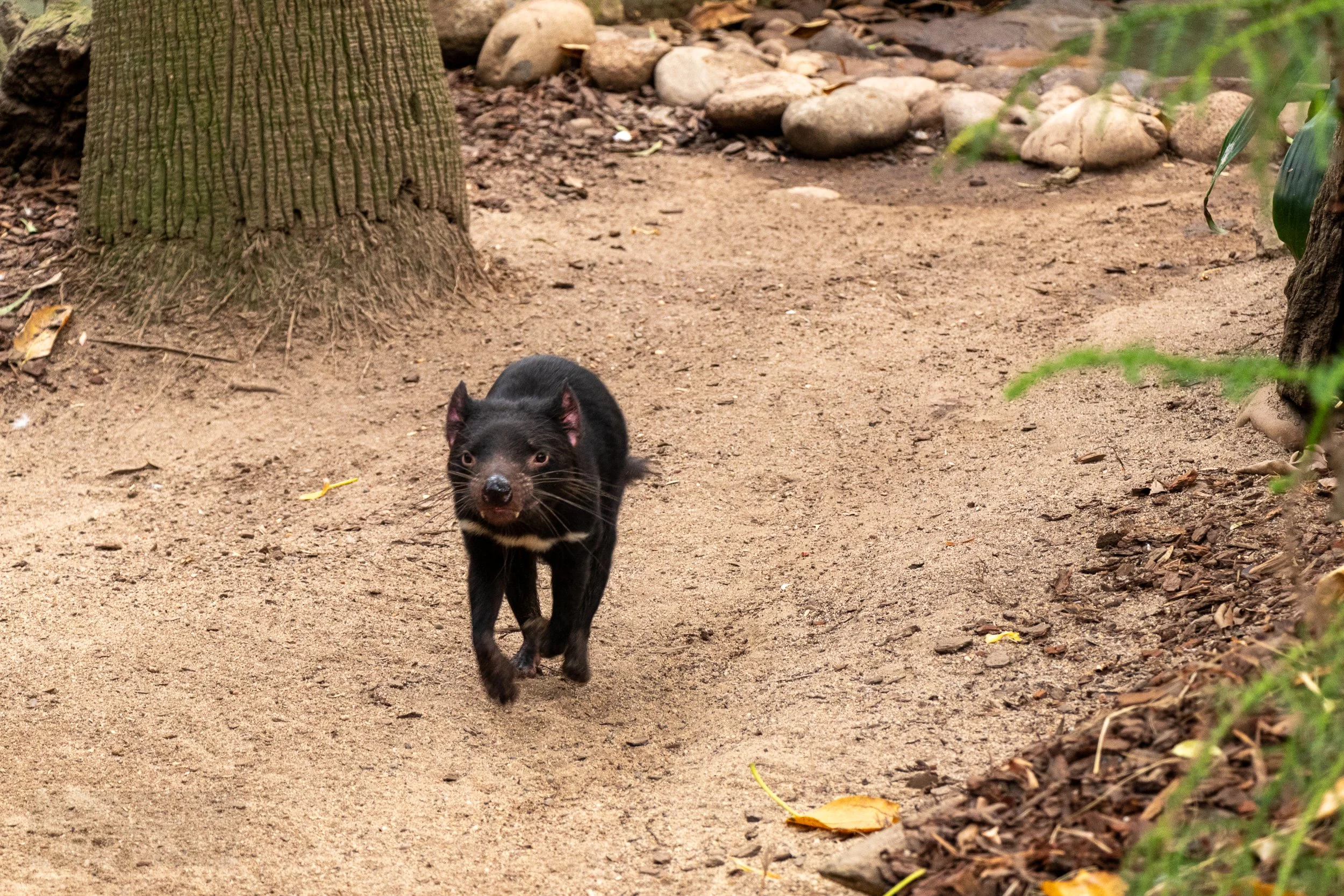 A Tasmanian devil runs across an enclosure, Featherdale Wildlife Park, Doonside, Australia.