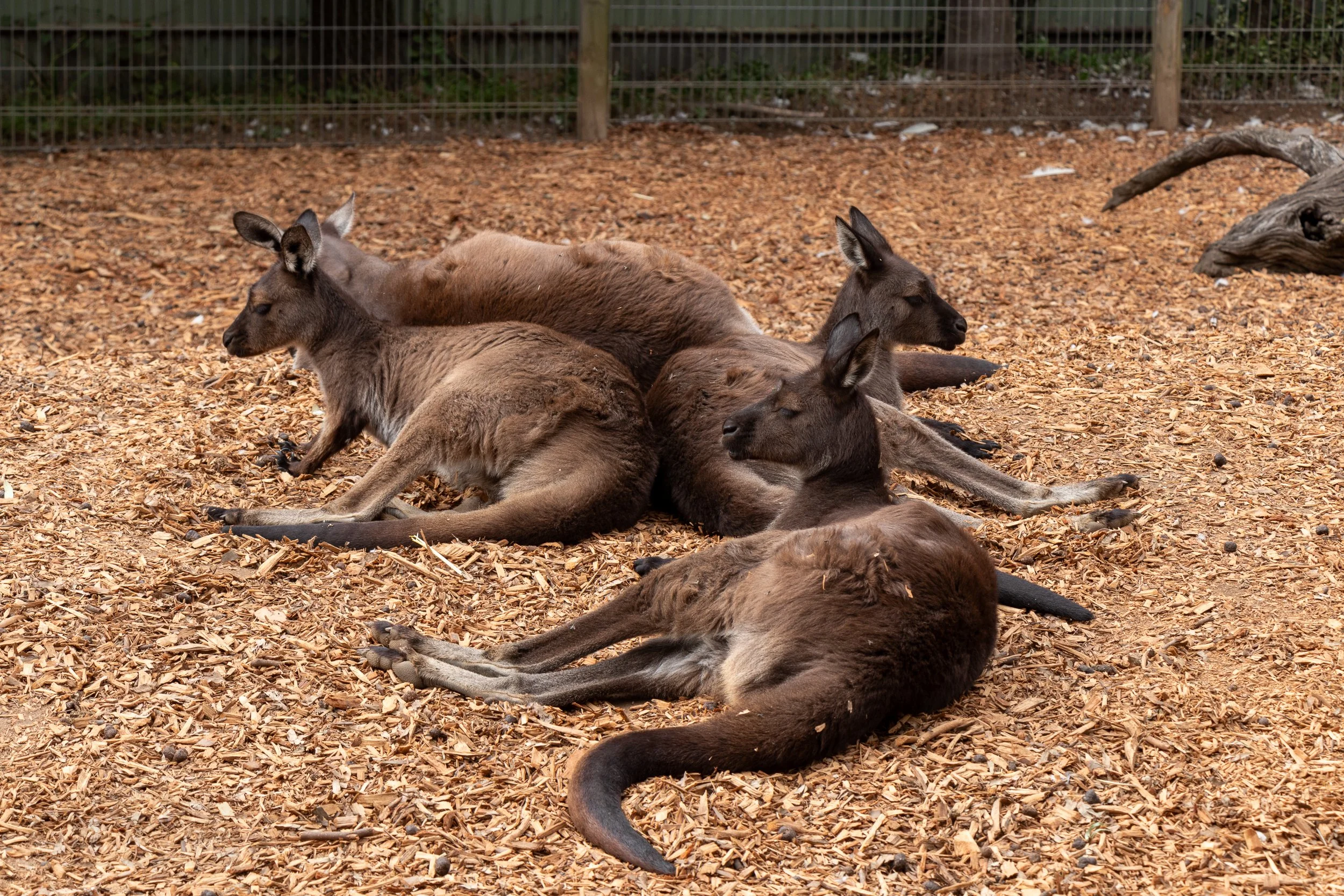 Several kangaroos rest in a huddle in an enclosure, Featherdale Wildlife Park, Doonside, Australia.