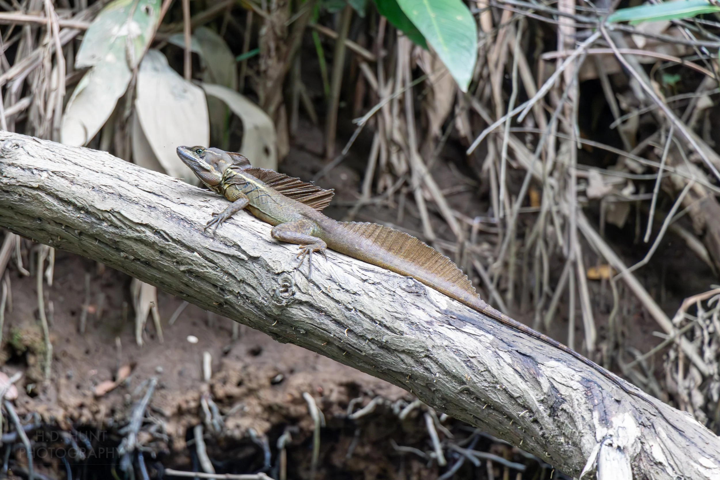 A Jesus Christ lizard rests on a wooden branch in the mangrove swamps outside Quepos, Costa Rica.
