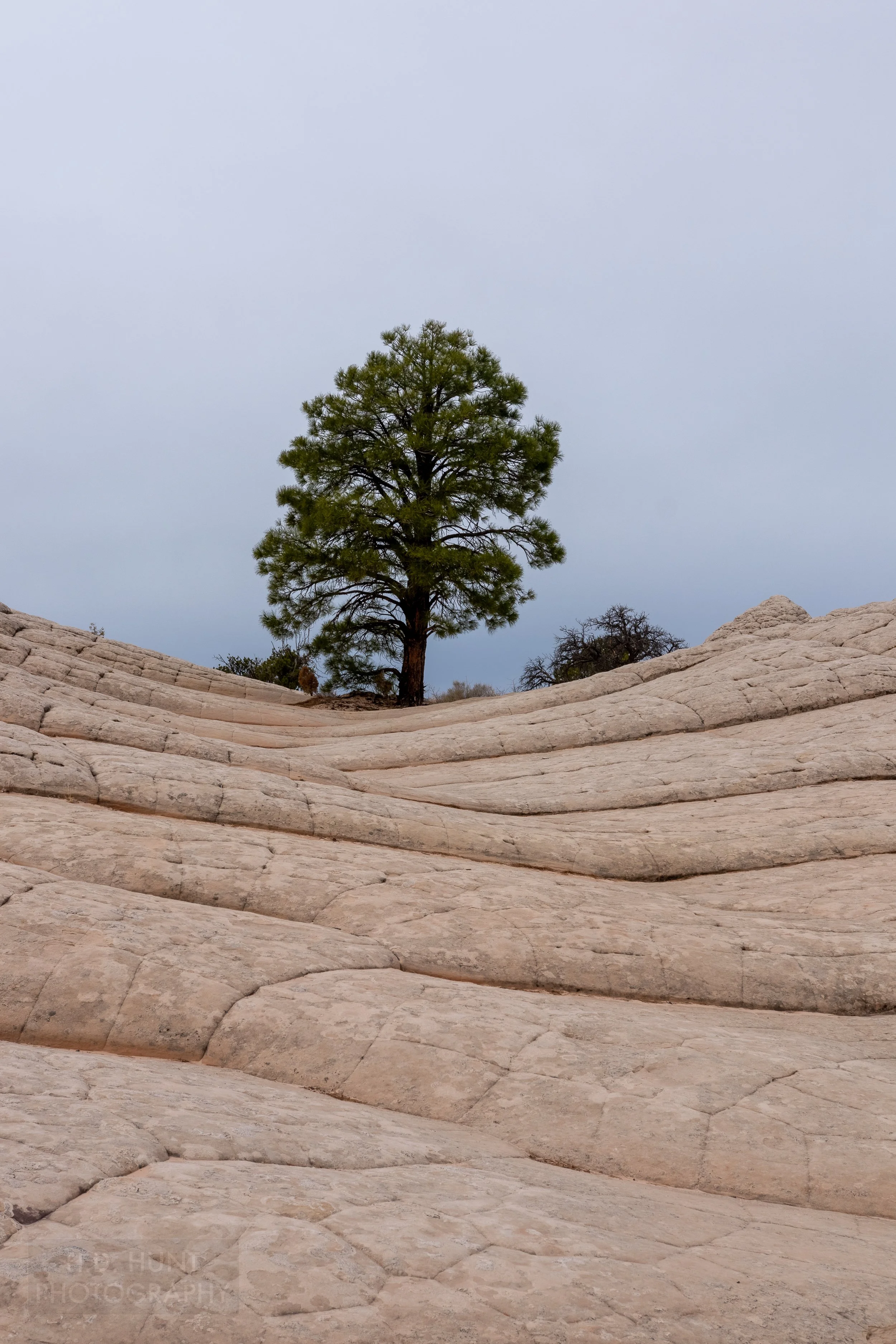 A pine tree grows above folded white rock layers, White Pocket, Vermillion Cliffs National Monument, Arizona, United States.