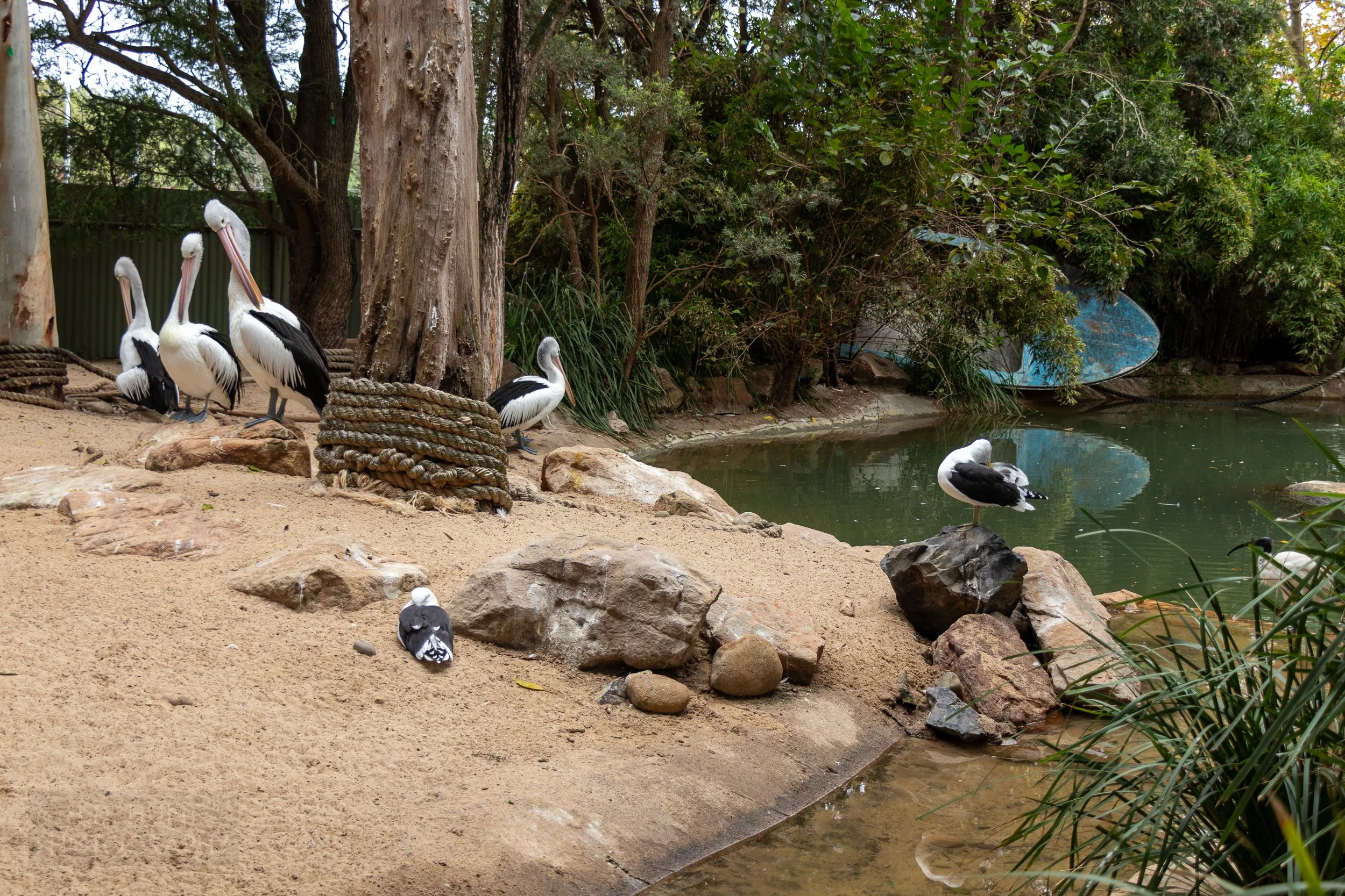 Several Australian pelicans stand nearby a green-colored watering hole, Featherdale Wildlife Park, Doonside, Australia.
