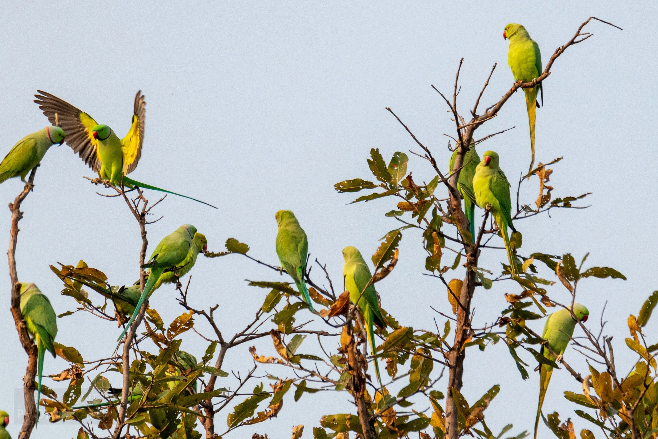 Several green and red parakeets congregate on tree branches in Panna National Park, India.