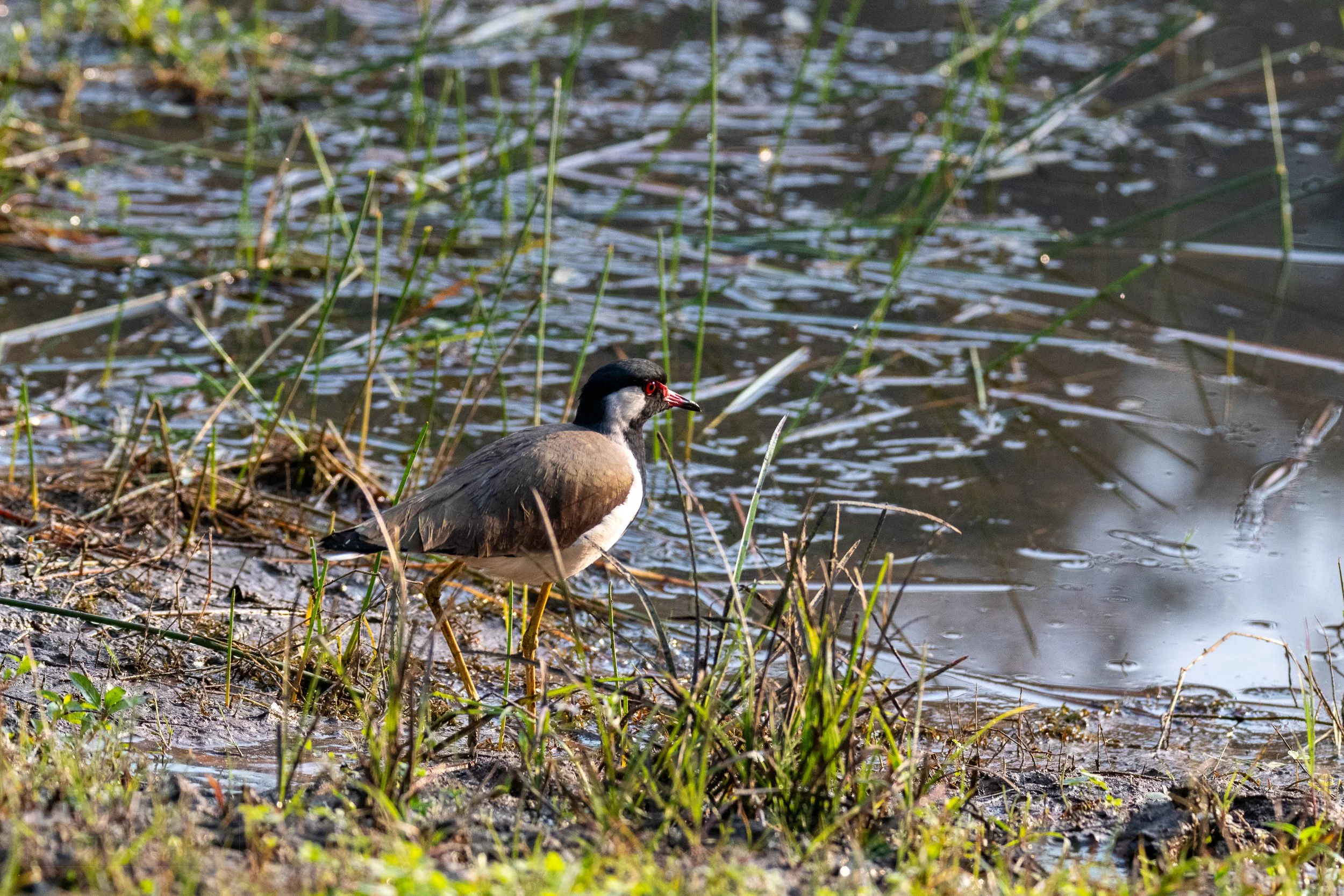 A red-wattled lapwing bird stands beside a small pond, Kanha Tiger Reserve, India.