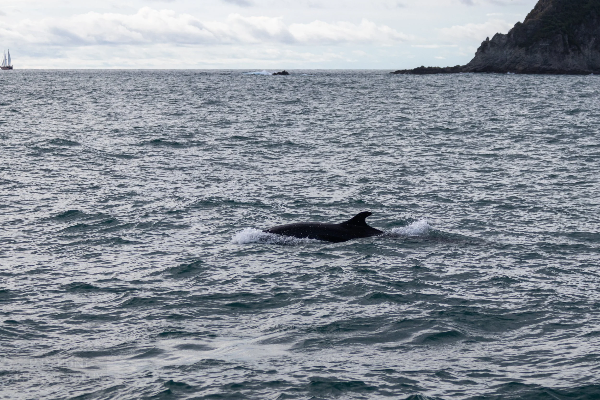 A false killer whale plies the waters off of Quepos, Costa Rica.