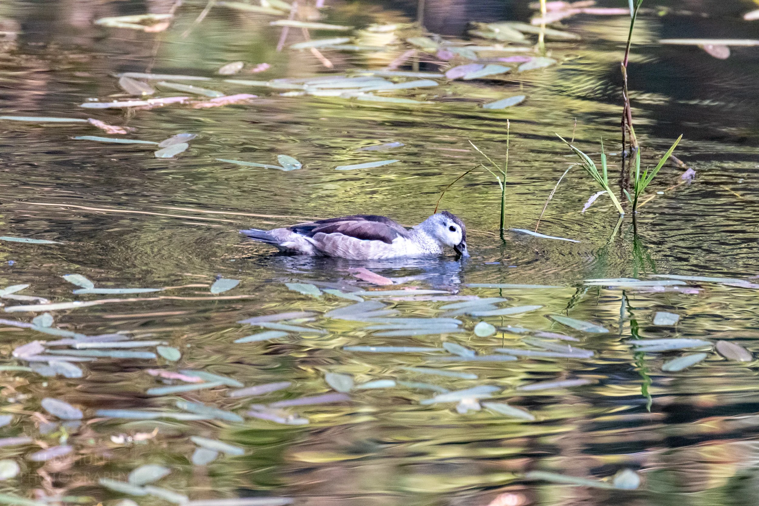 A cotton pygmy goose - a small white and brown bird - floats in a small pond littered with tree leafs, Kanha Tiger Reserve, India.