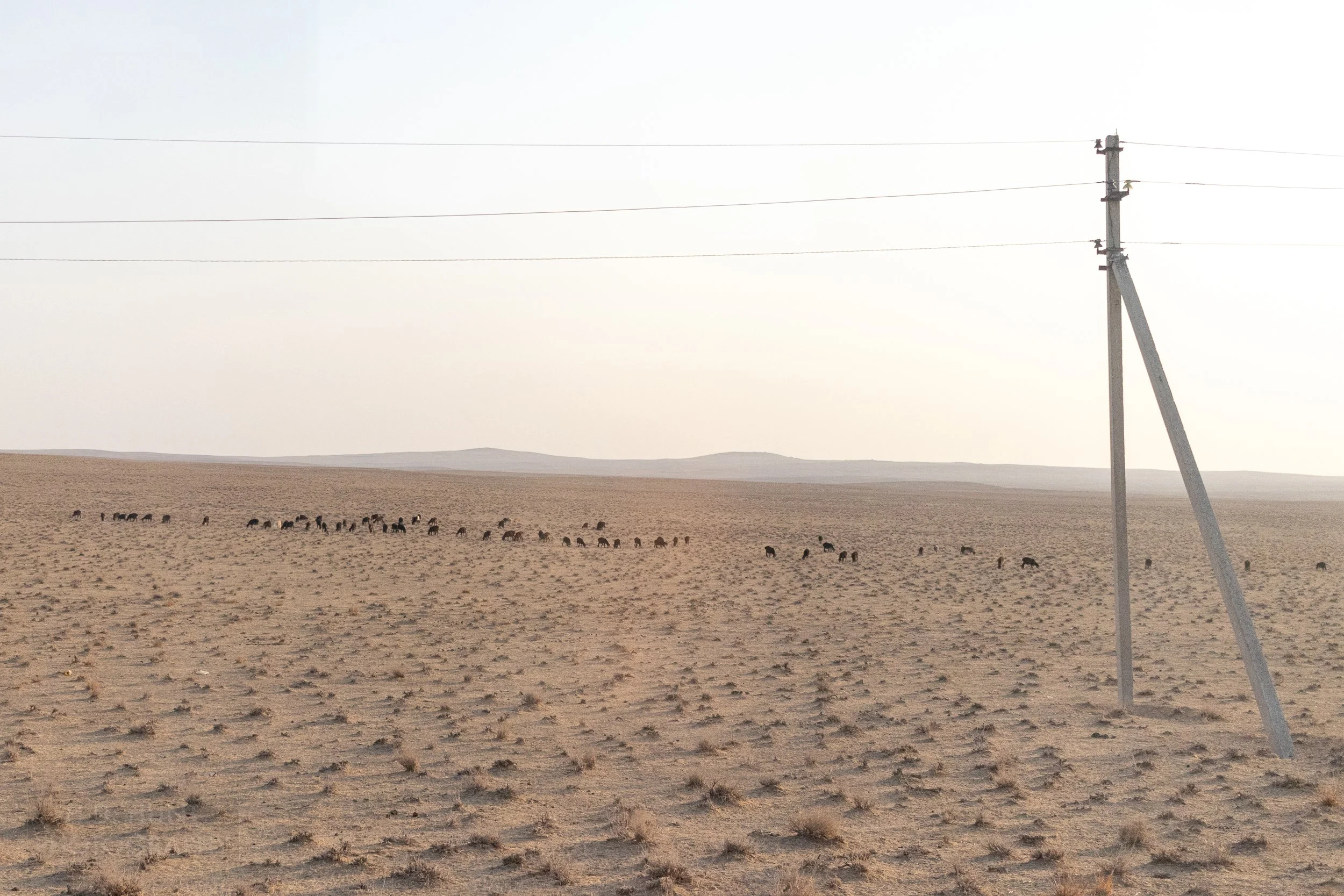 Goats graze on shrub in the desert near Aydar Lake, Uzbekistan.