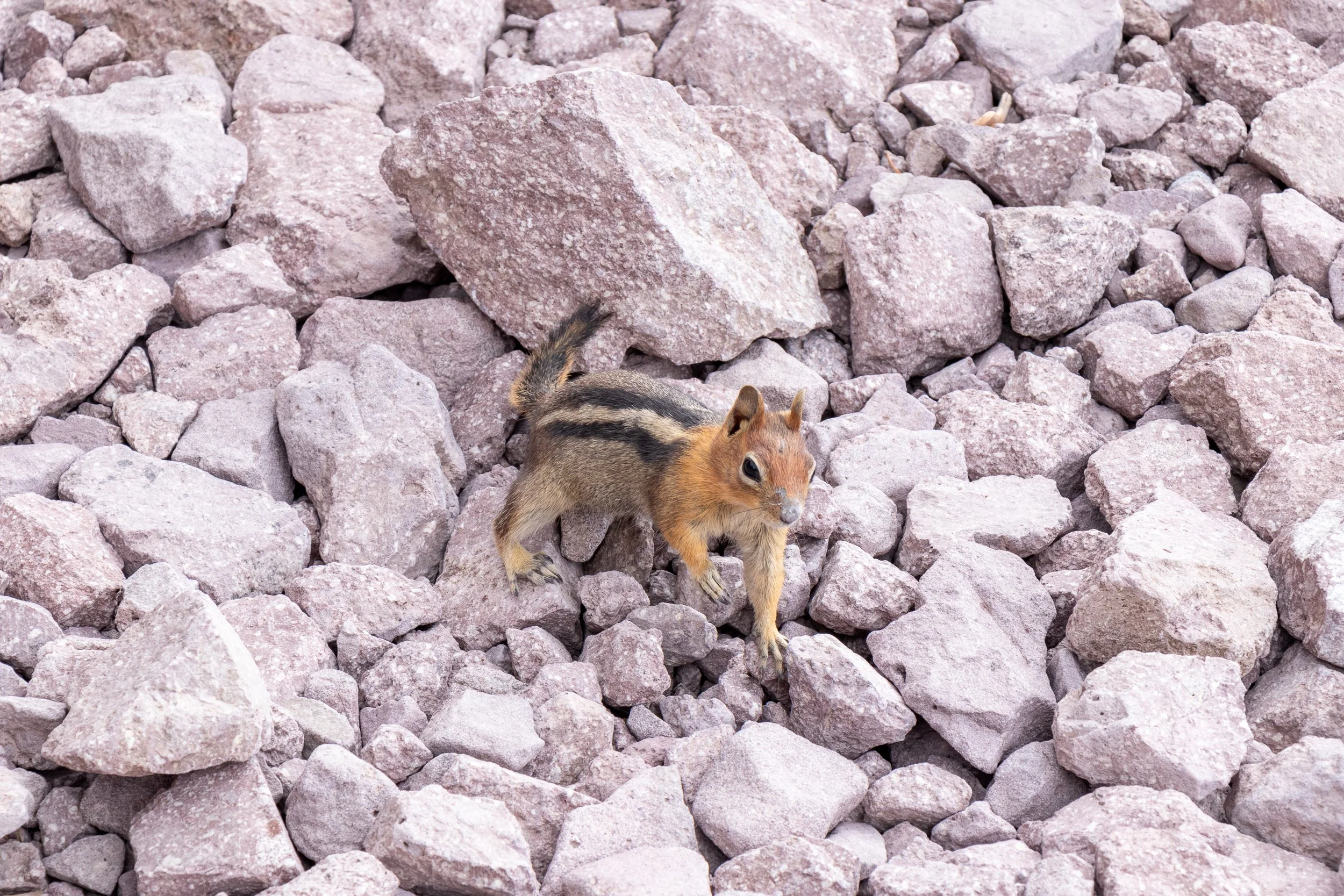 A golden-mantled ground squirrel is seen among white and red rocks on the edge of Lassen Peak, Lassen Volcanic National Park, California, United States.