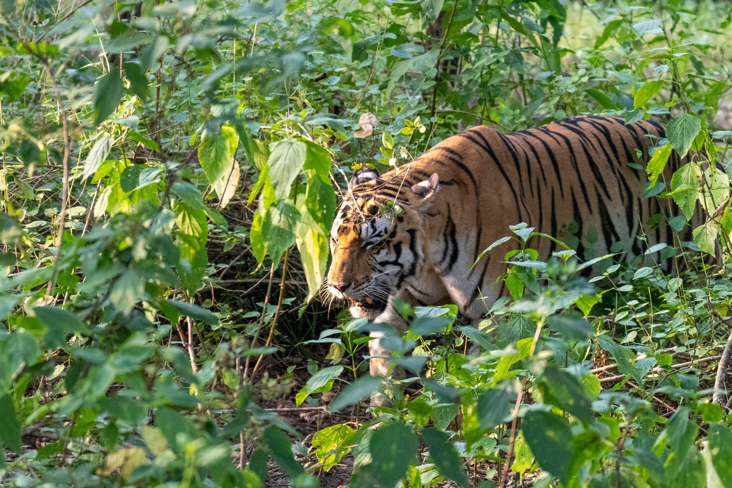 An orange, white, and black tiger walks through thick brush and scrub, Kanha Tiger Reserve, India.