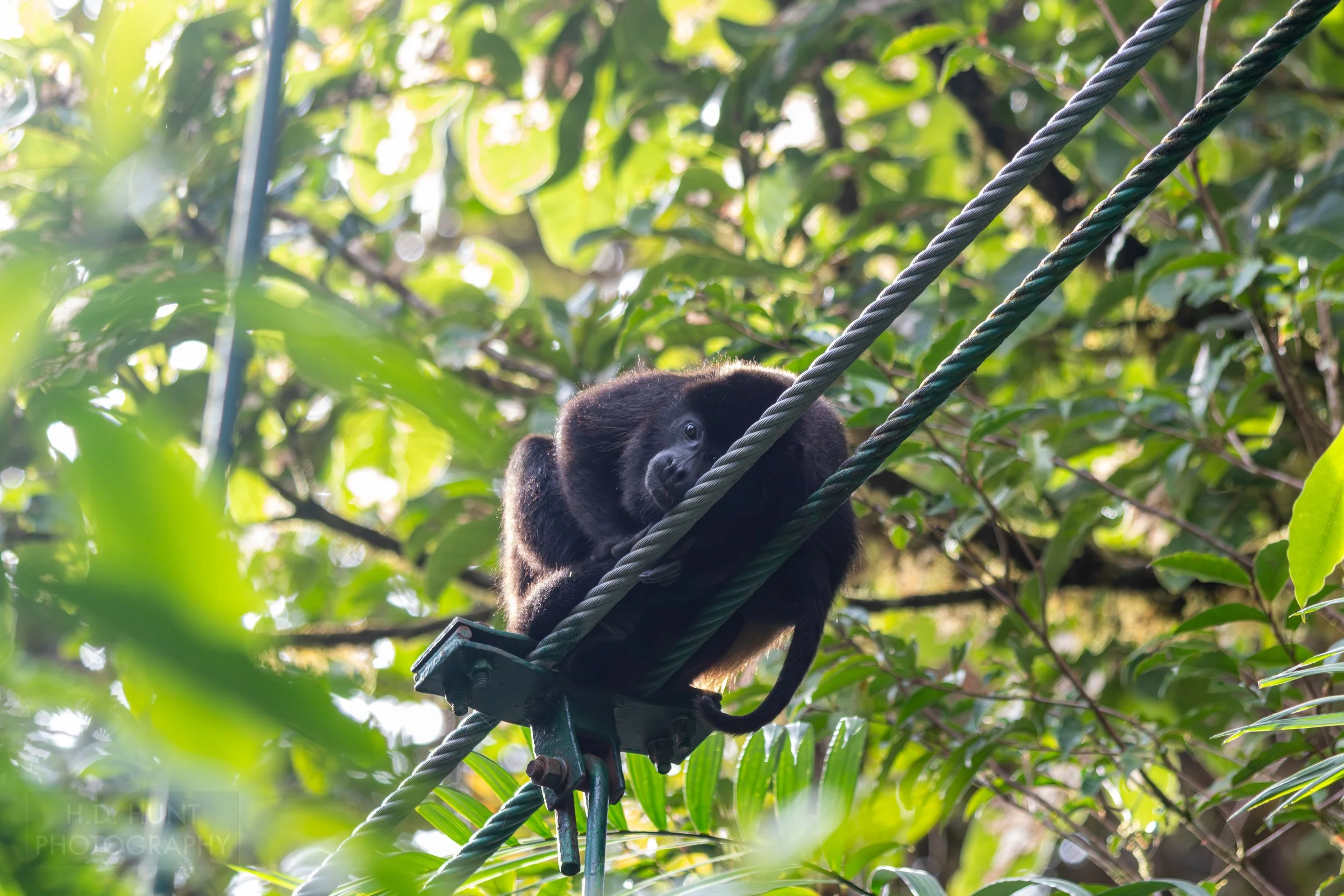 A howler monkey rests atop the cable supports of a hanging bridge at Selvatura Adventure Park, Monteverde, Costa Rica.