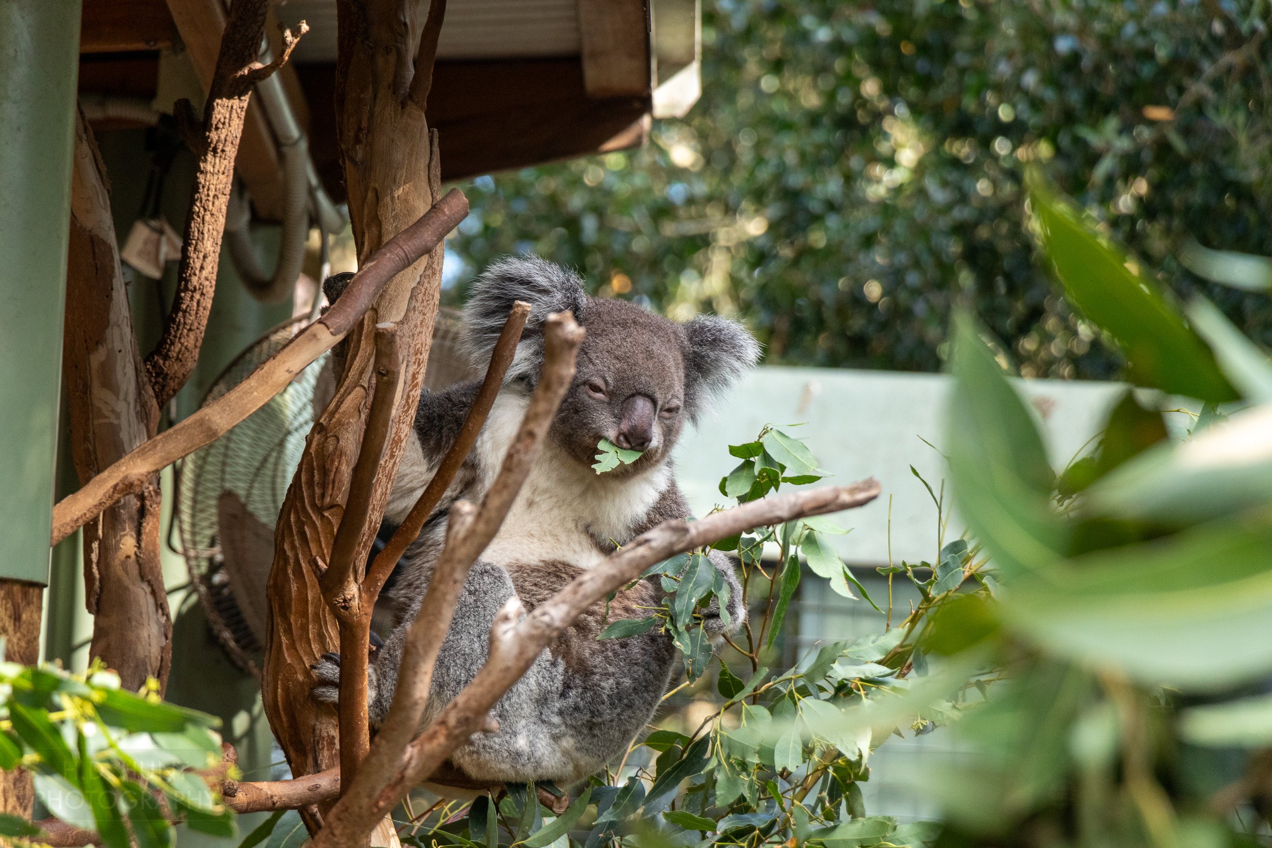 A half-awake koala eats a eucalyptus leaf, Featherdale Wildlife Park, Doonside, Australia.