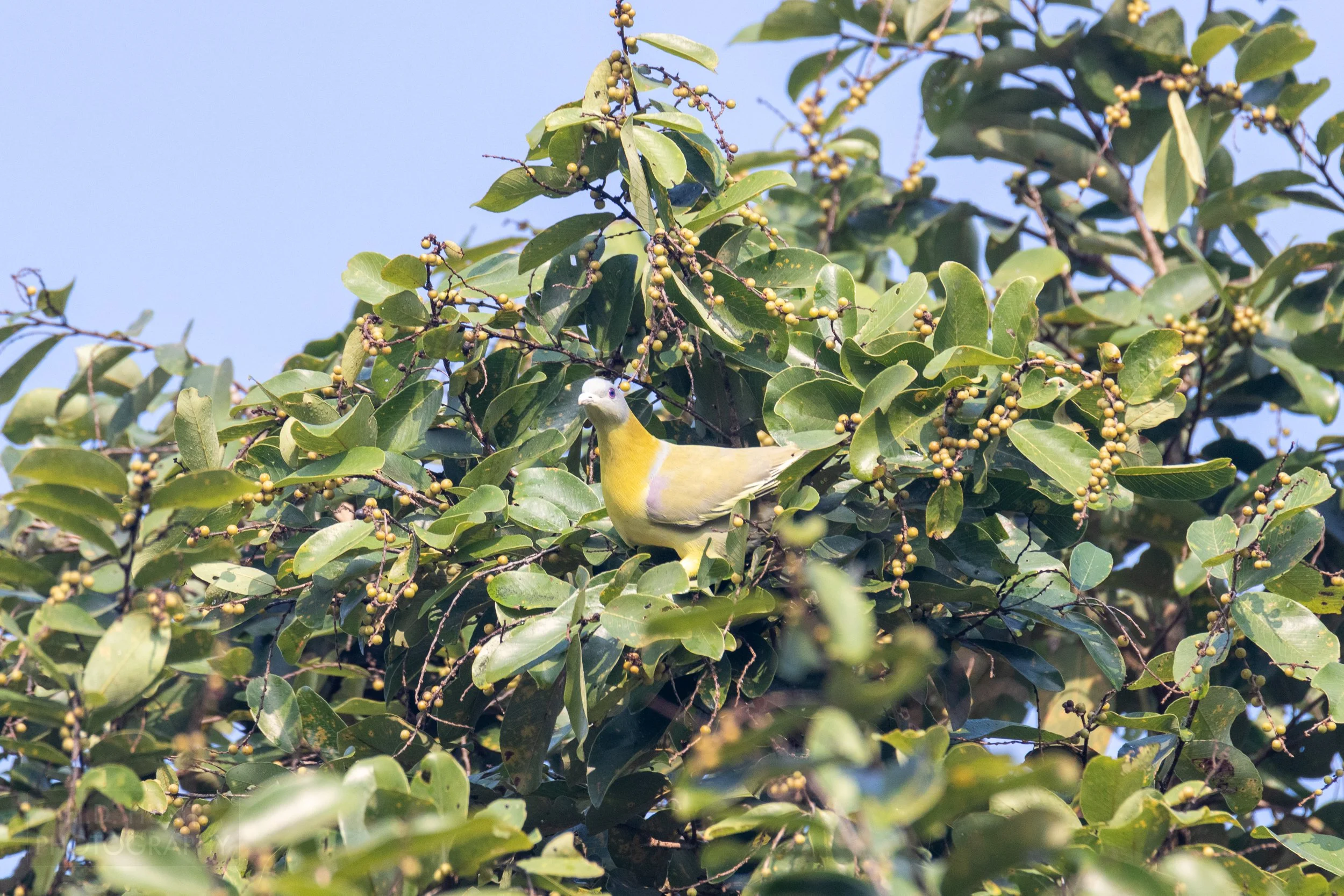 A yellow-footed green pigeon - a yellow, pink, and grey bird - sits atop a green bush with yellow berries, Kanha Tiger Reserve, India.