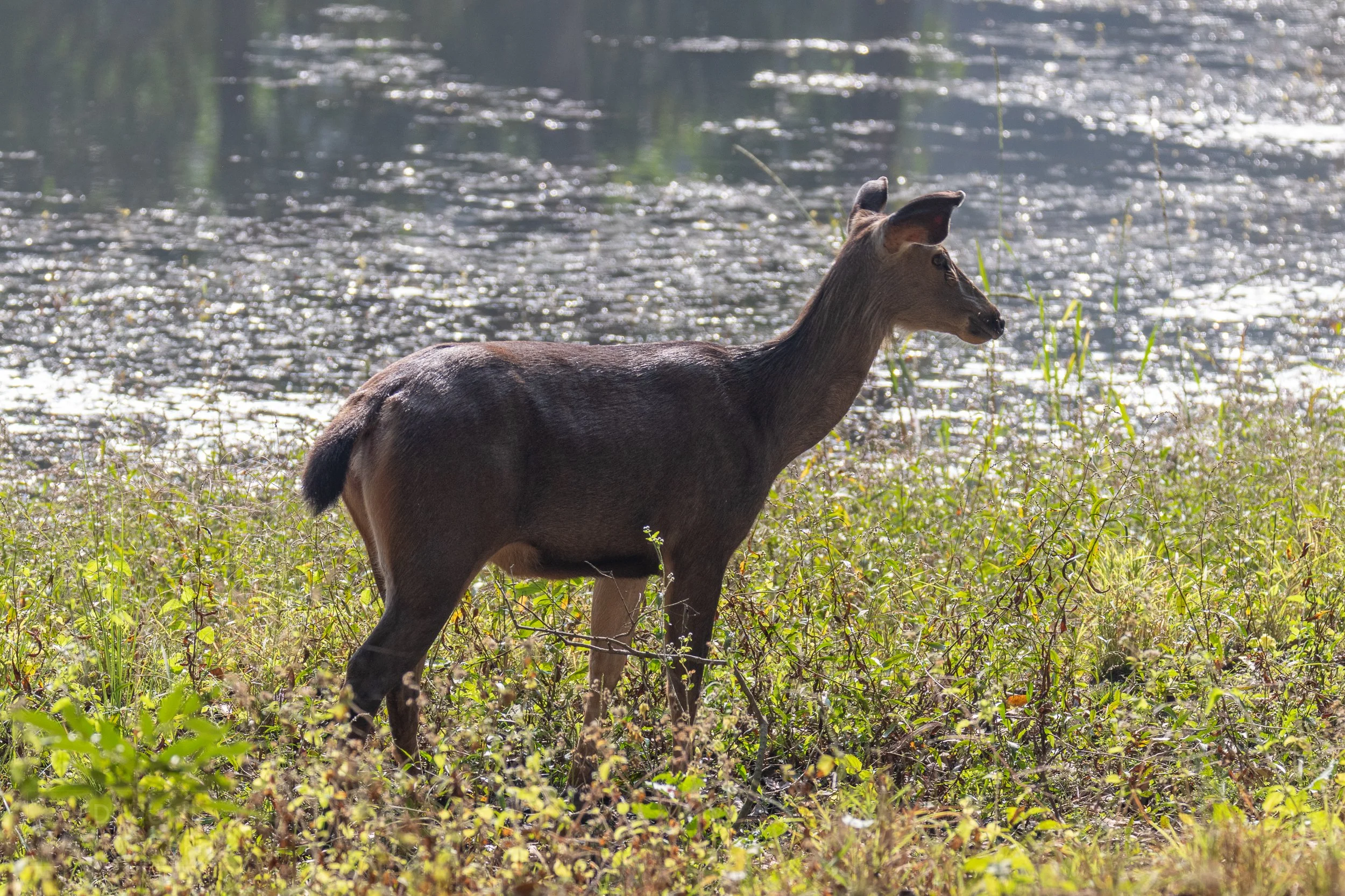 A sambar - a brown deer - stands in a meadow next to a pond, Kanha Tiger Reserve, India.