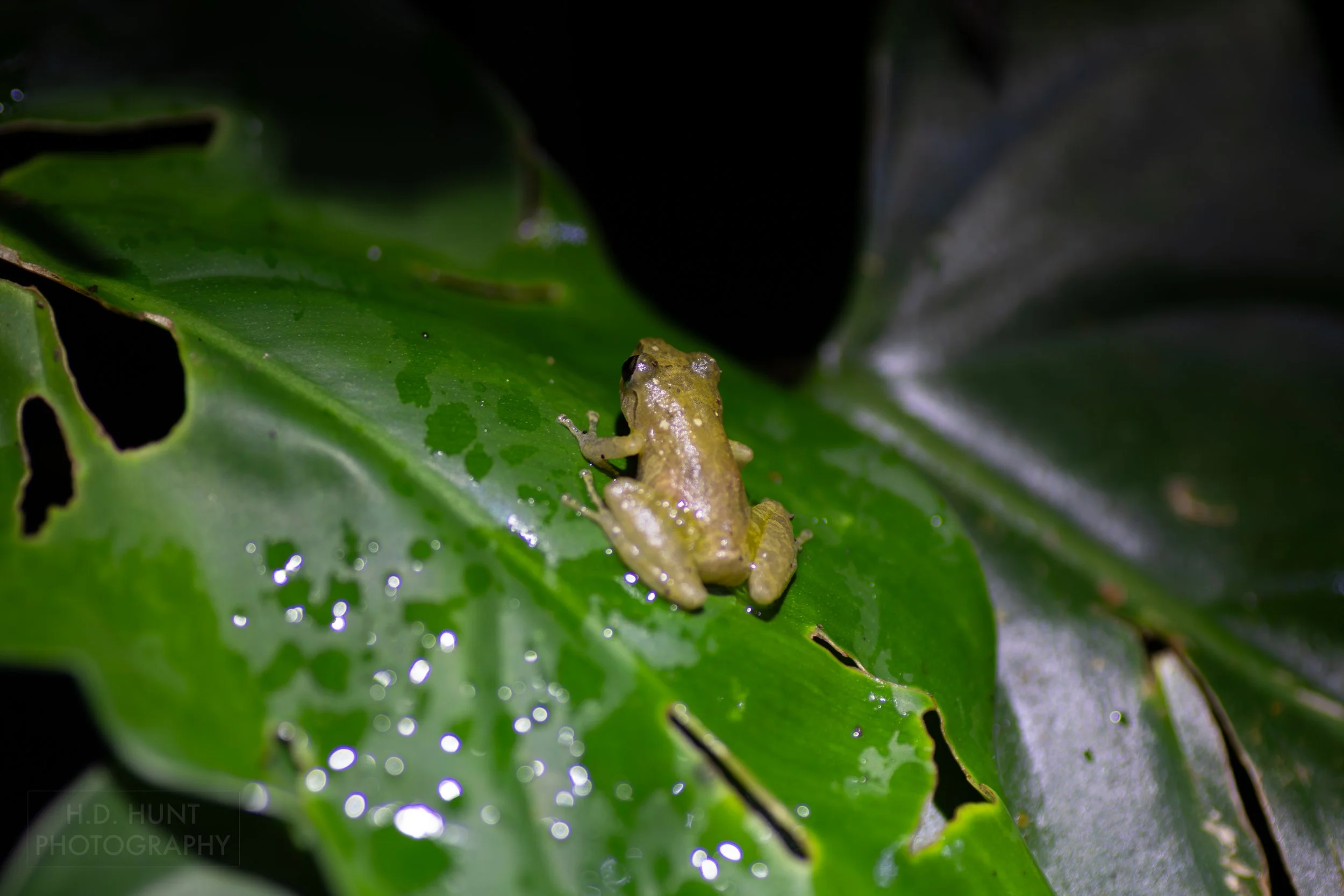 A common tink frog sits atop a leaf in a forest in Monteverde, Costa Rica.