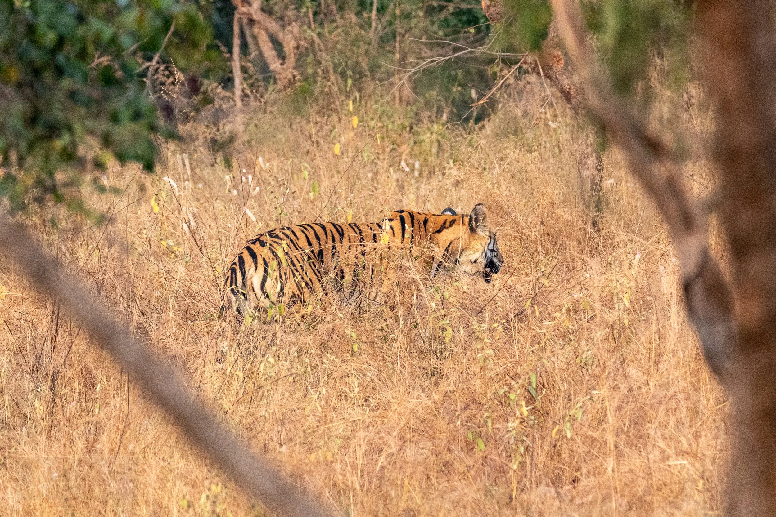 A tiger walks through tall yellow grass in Panna National Park, India.