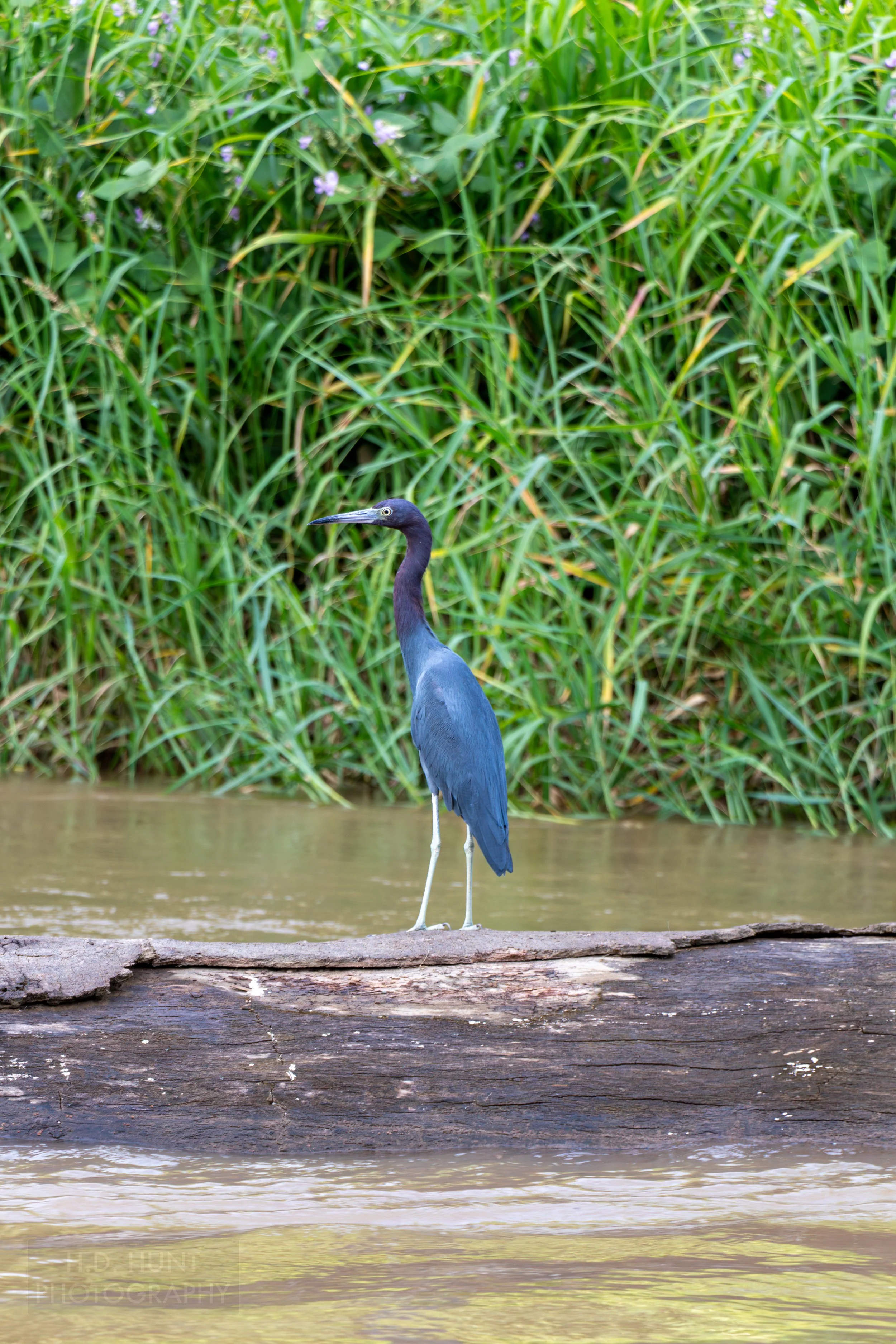 A little blue heron sits on a log in a river near Quepos, Costa Rica.