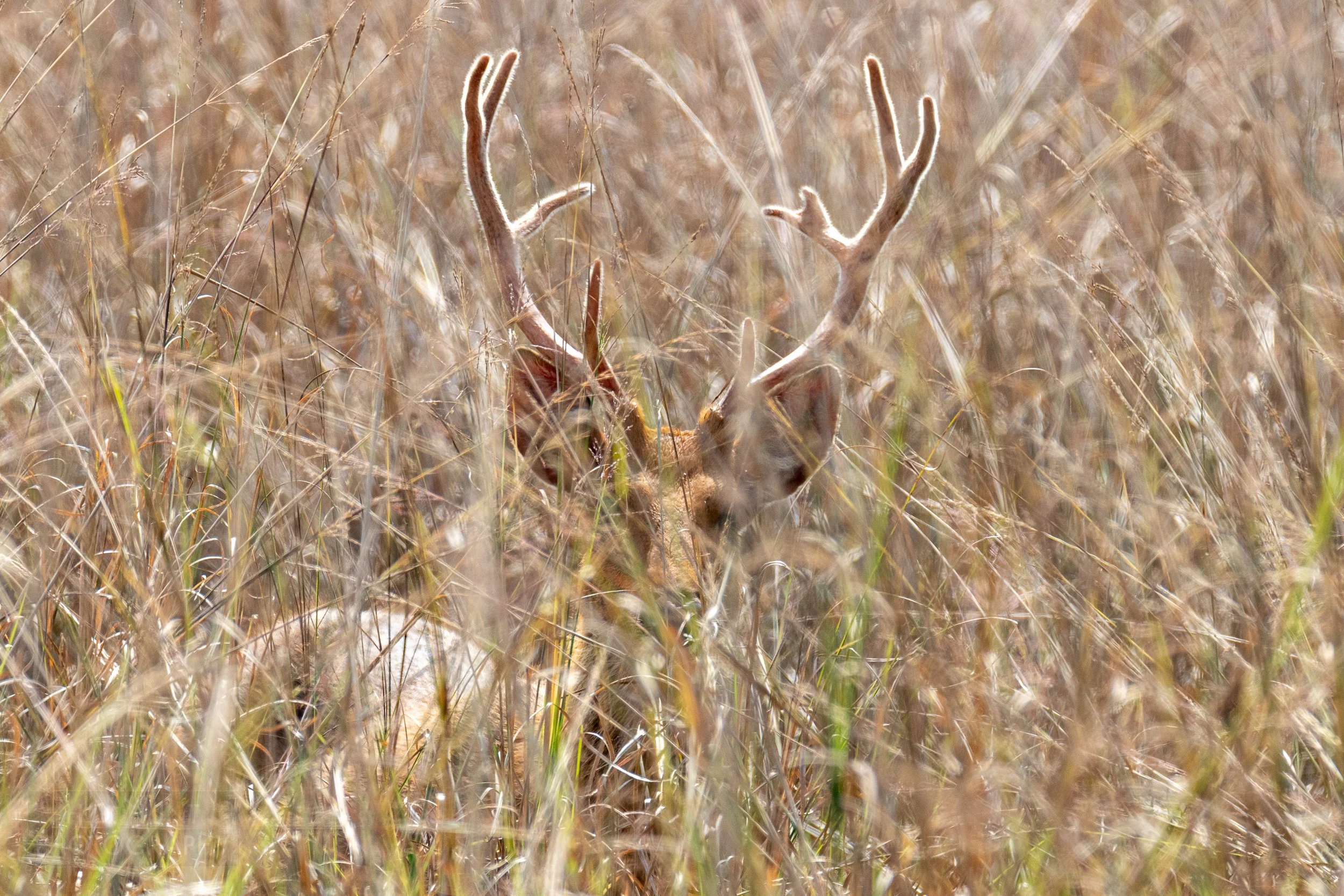A pair of deer antlers stick up above yellow grass in Kanha Tiger Reserve, India.
