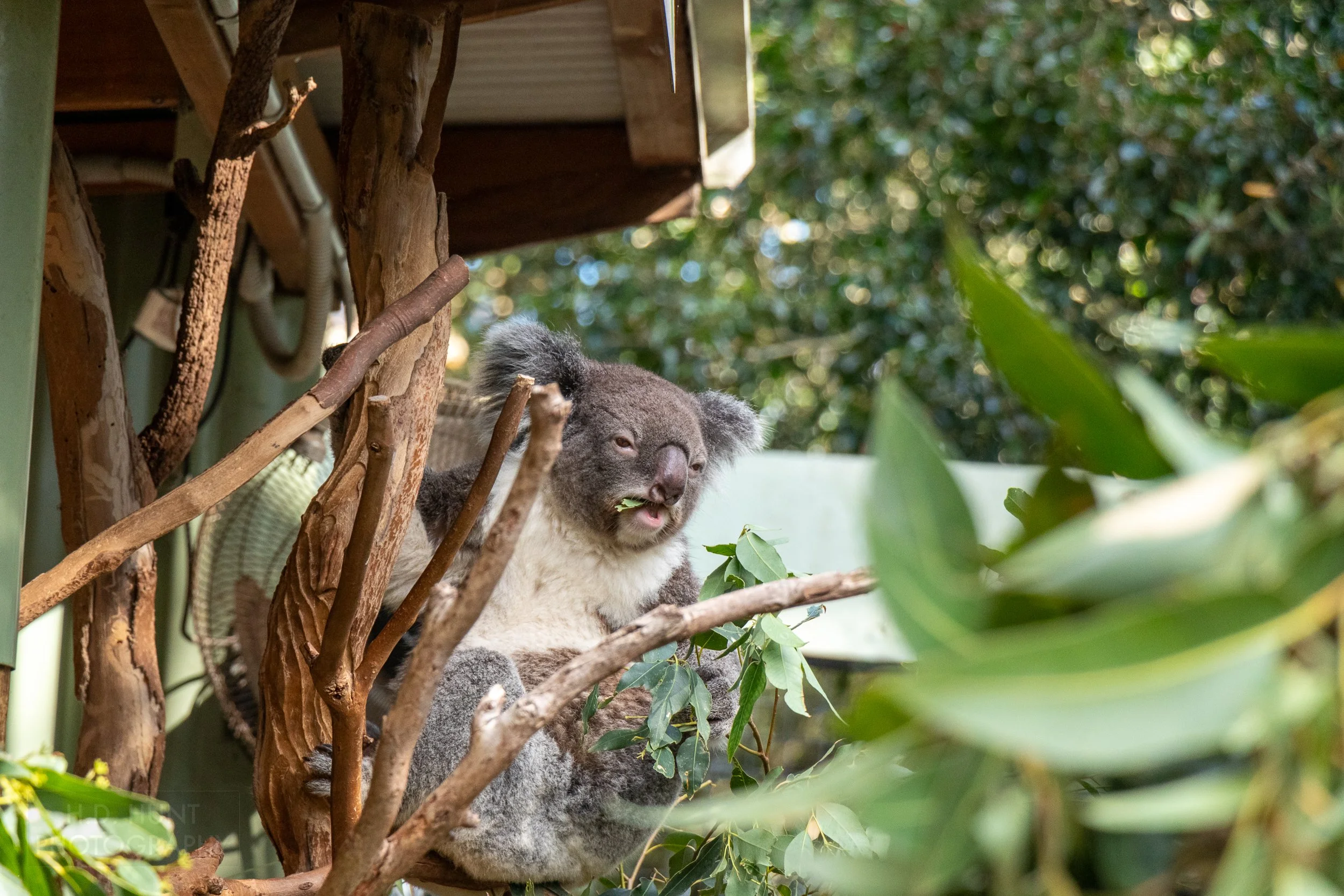 A half-awake koala chews a eucalyptus leaf while hanging on a tree, Featherdale Wildlife Park, Doonside, Australia.