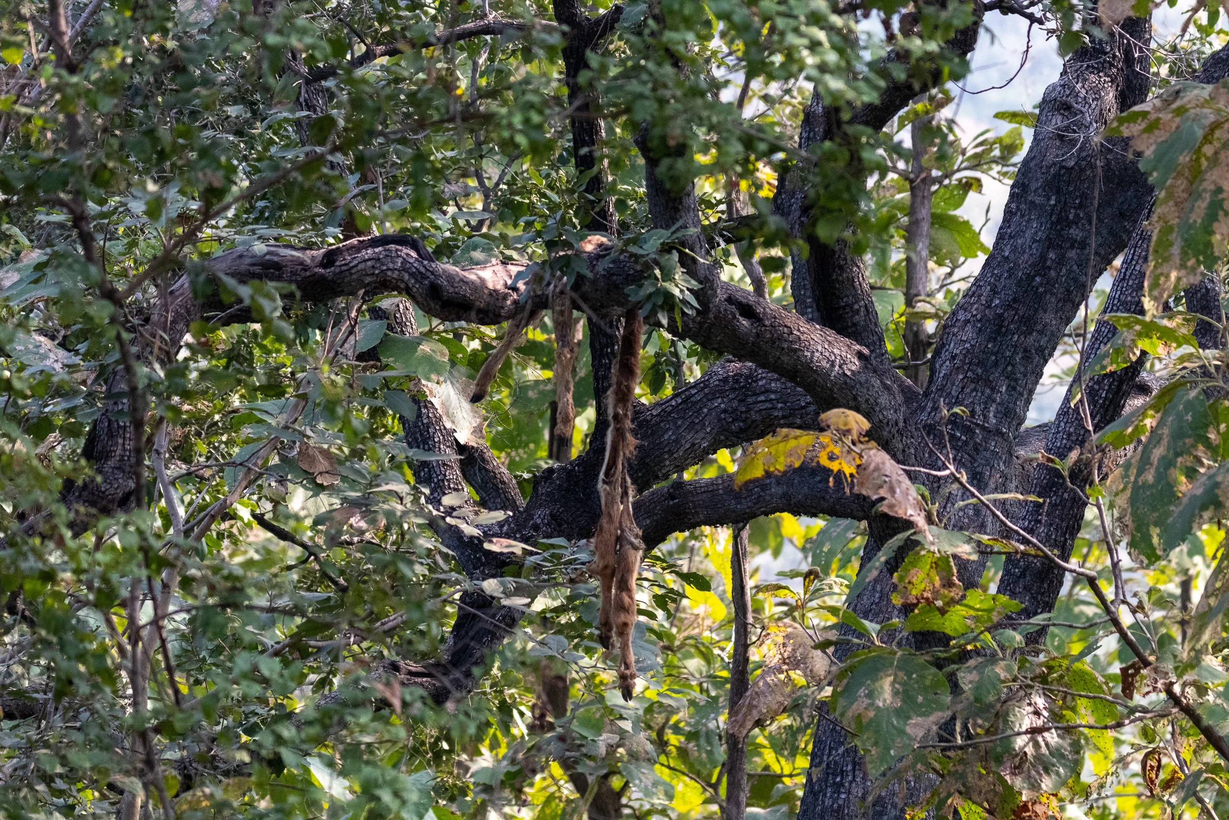 A brown animal skin hangs from a tree branch in Panna National Park, India.