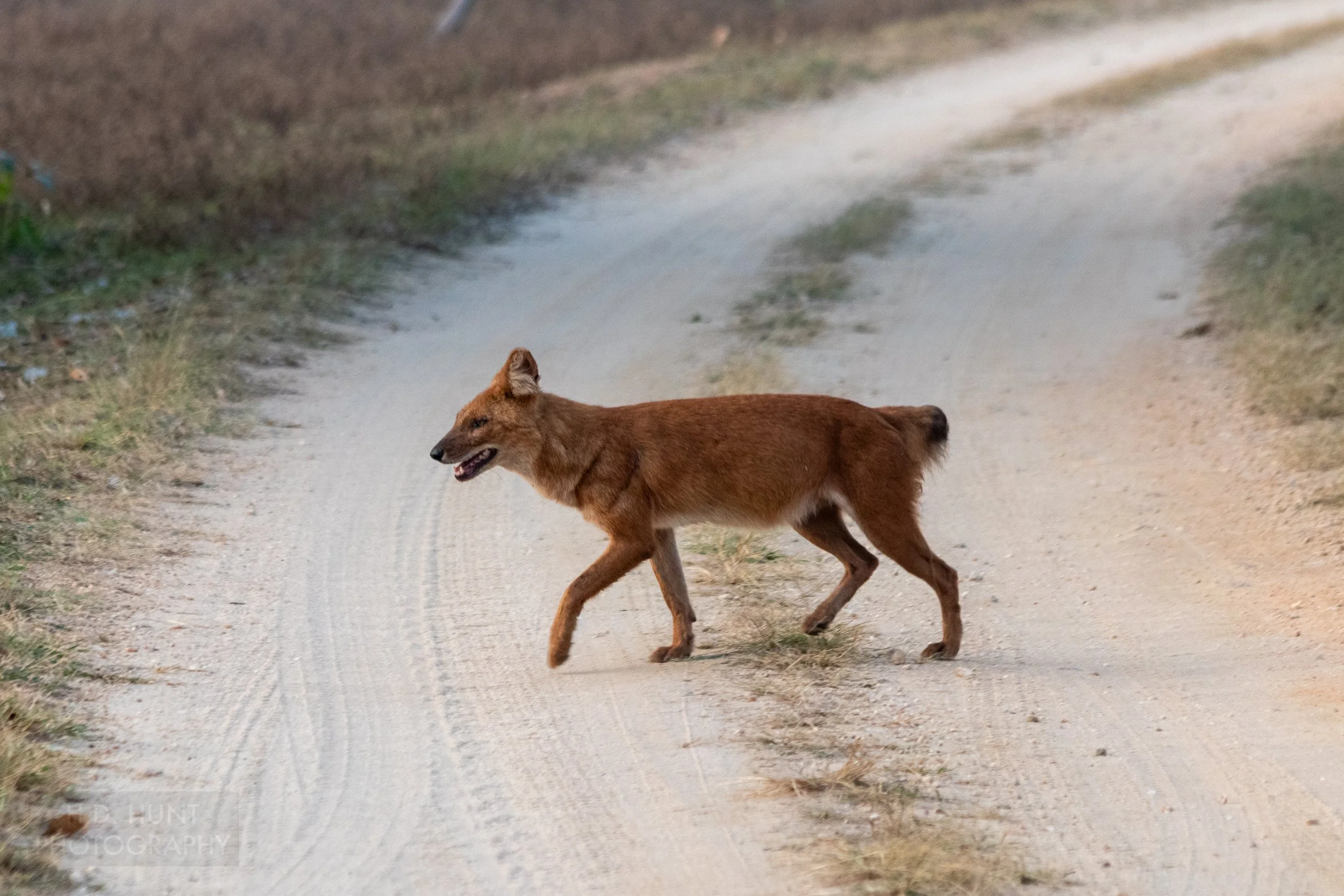 A dhole - a dog-resembling animal with a thick black tail - walks across a dirt road in Kanha Tiger Reserve, India.
