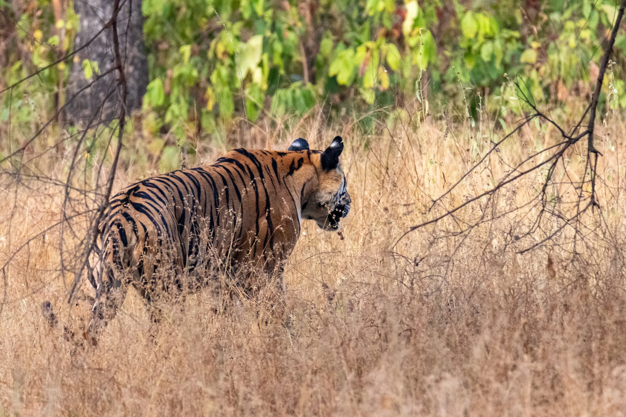 A tiger walks through tall yellow grass in Panna National Park, India.