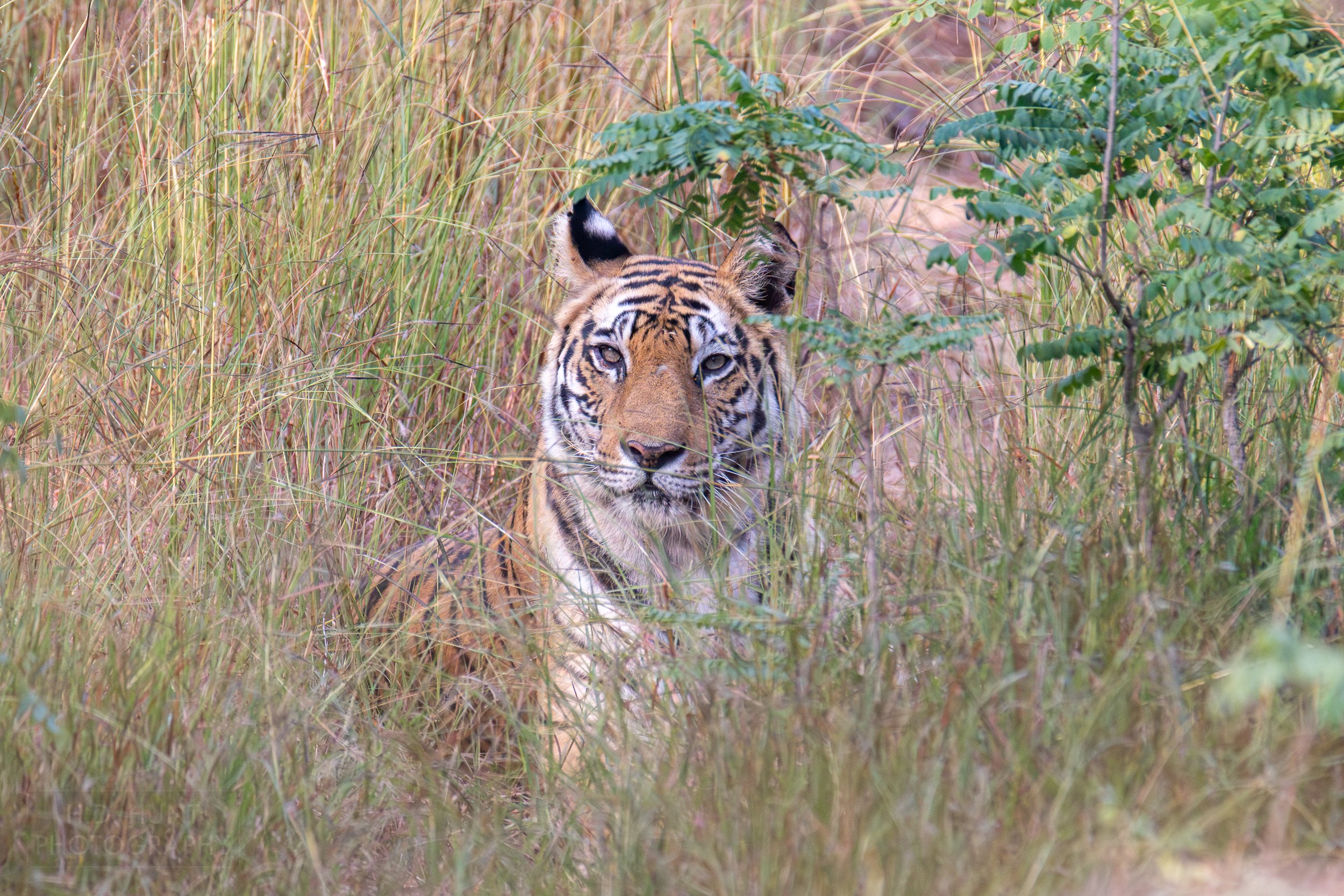A tigress named Dotty looks forward while laying in tall grass in Bandhavgarh National Park, India.