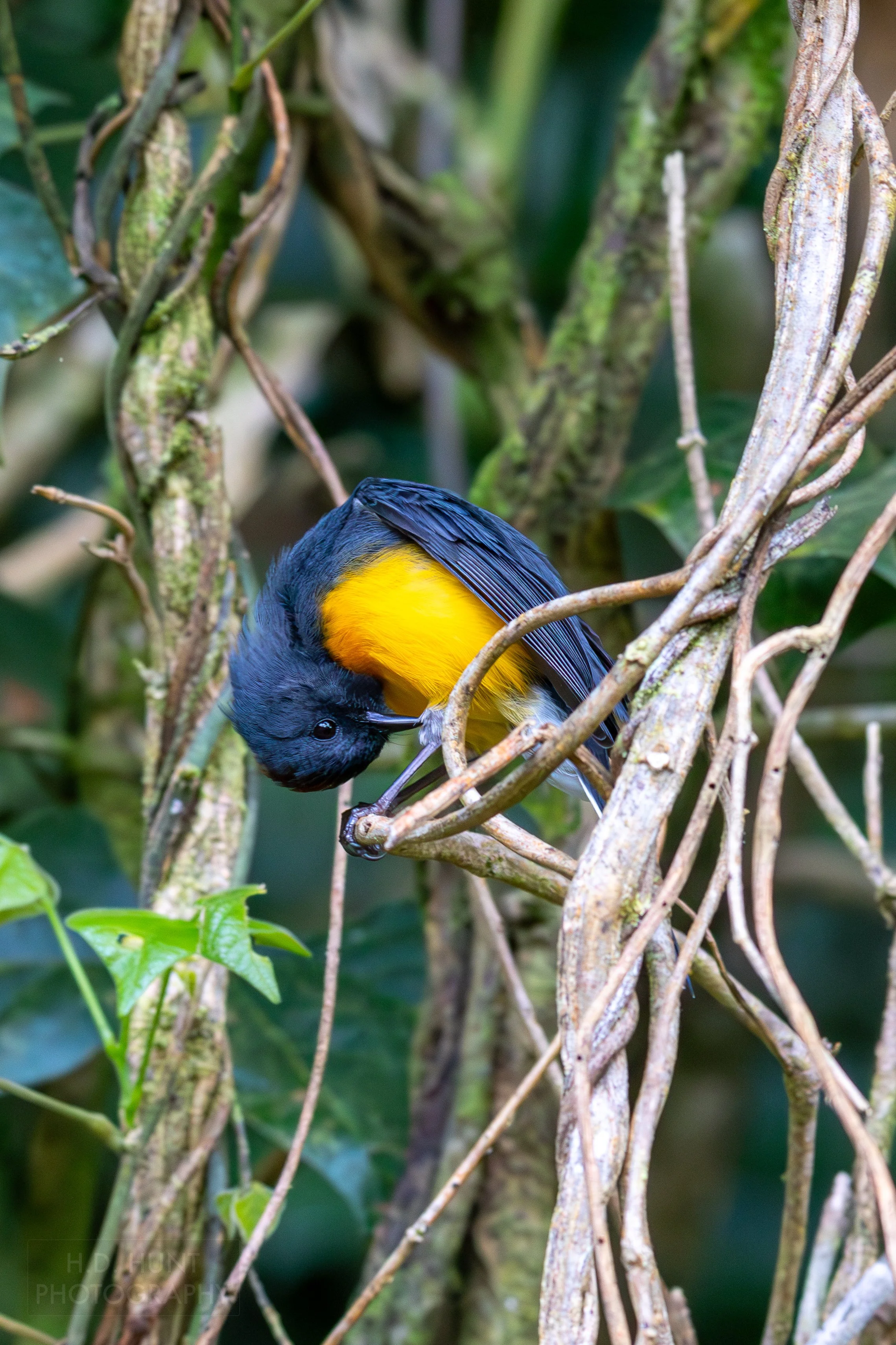 A rufous-bellied euphonia sits atop a tree branch in Curi Cancha Reserve, Monteverde, Costa Rica.